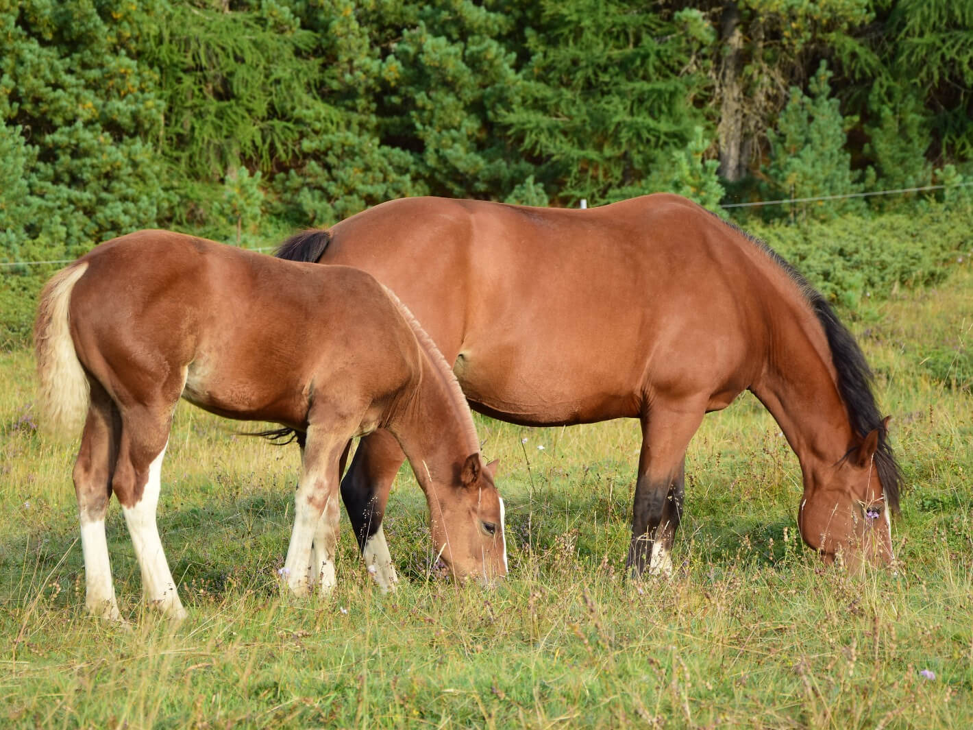 Ernährungszustand beim Pferd beurteilen