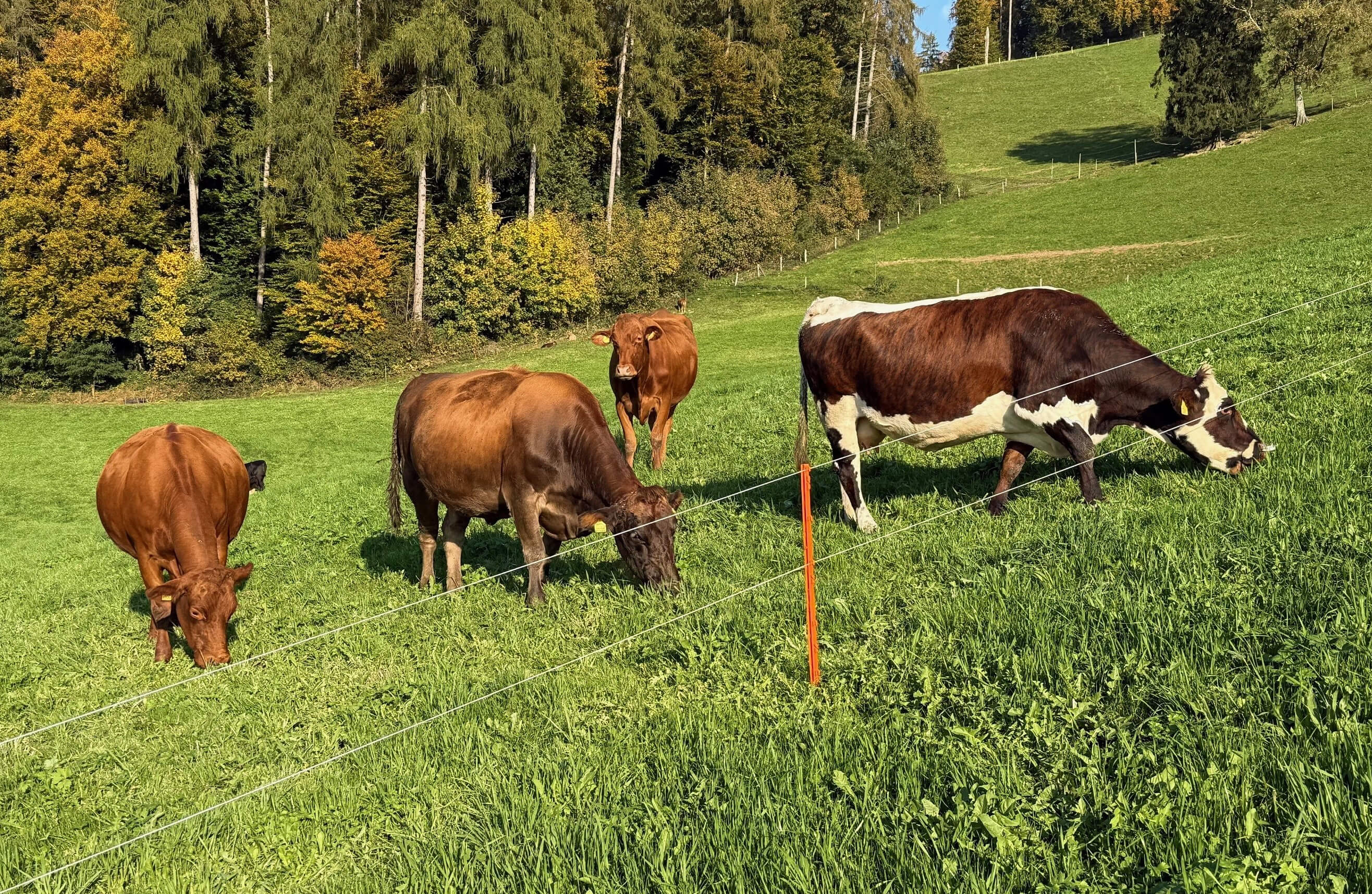 Herbstweide ins doppelt fausthohe Gras