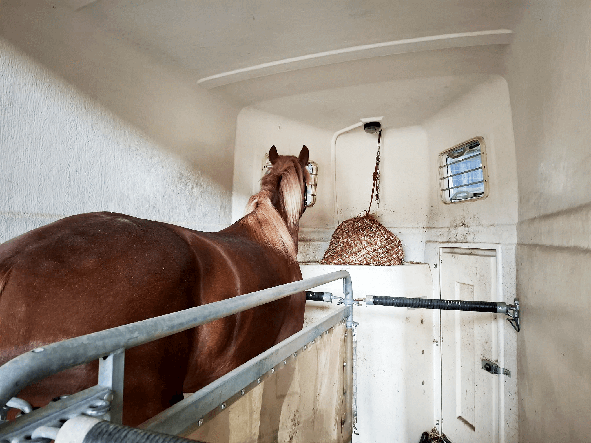 Pferdetransport im In- und Ausland
