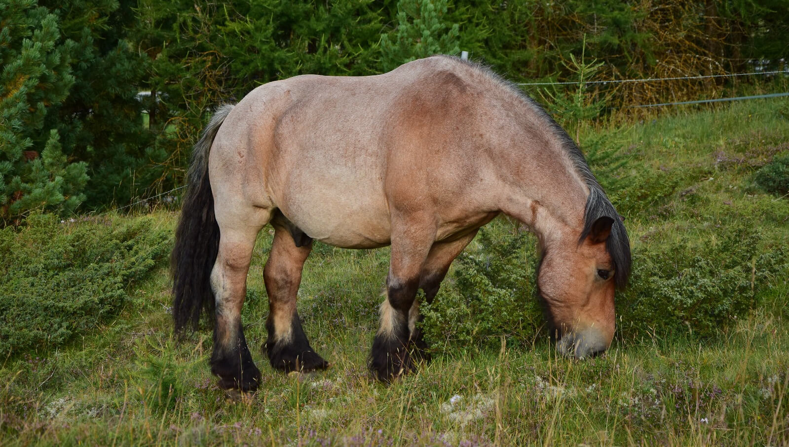Pferdehaltung auf dem Biobetrieb - was gilt?