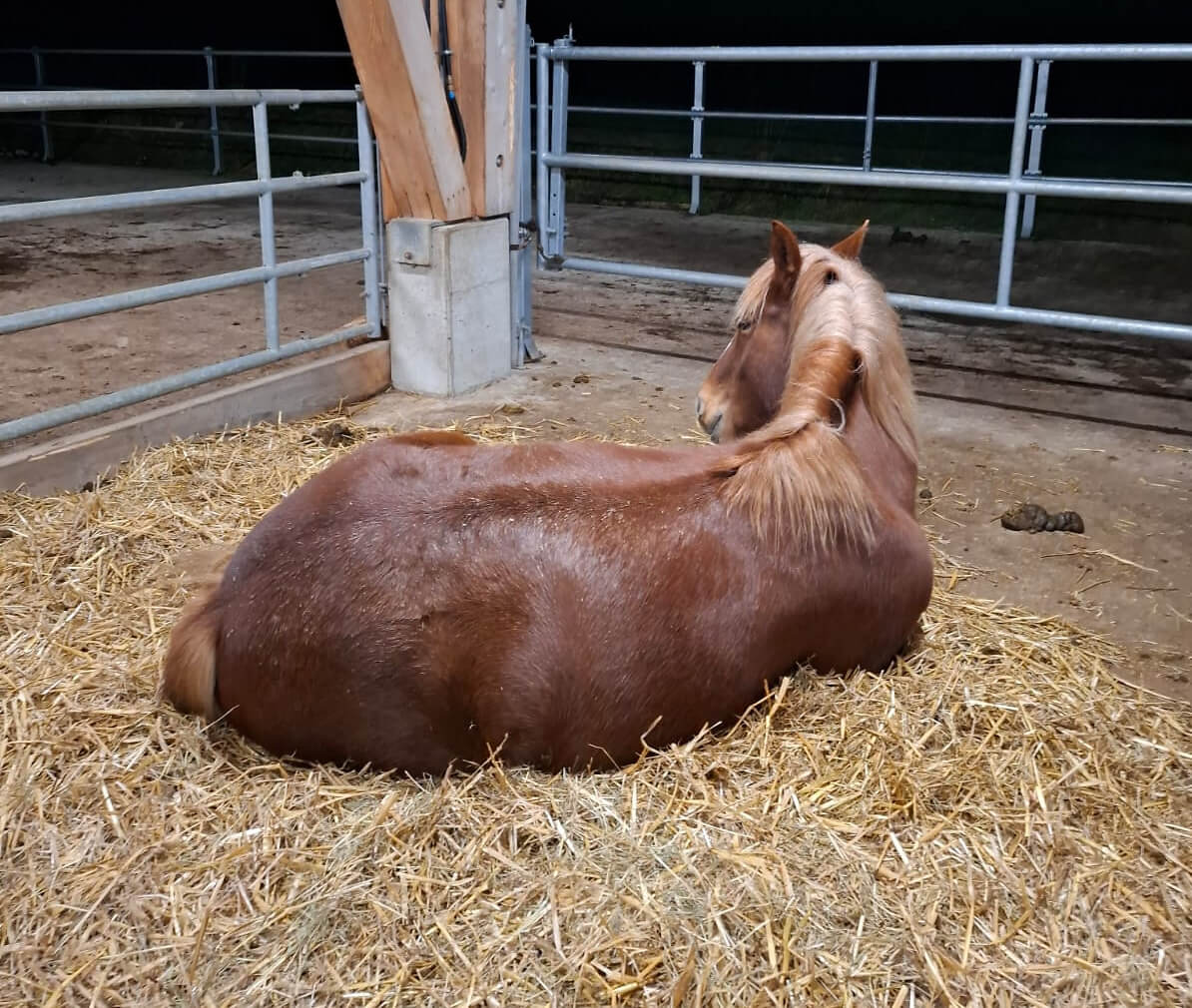 Pseudonarkolepsie &ndash; wenn Pferde nicht schlafen