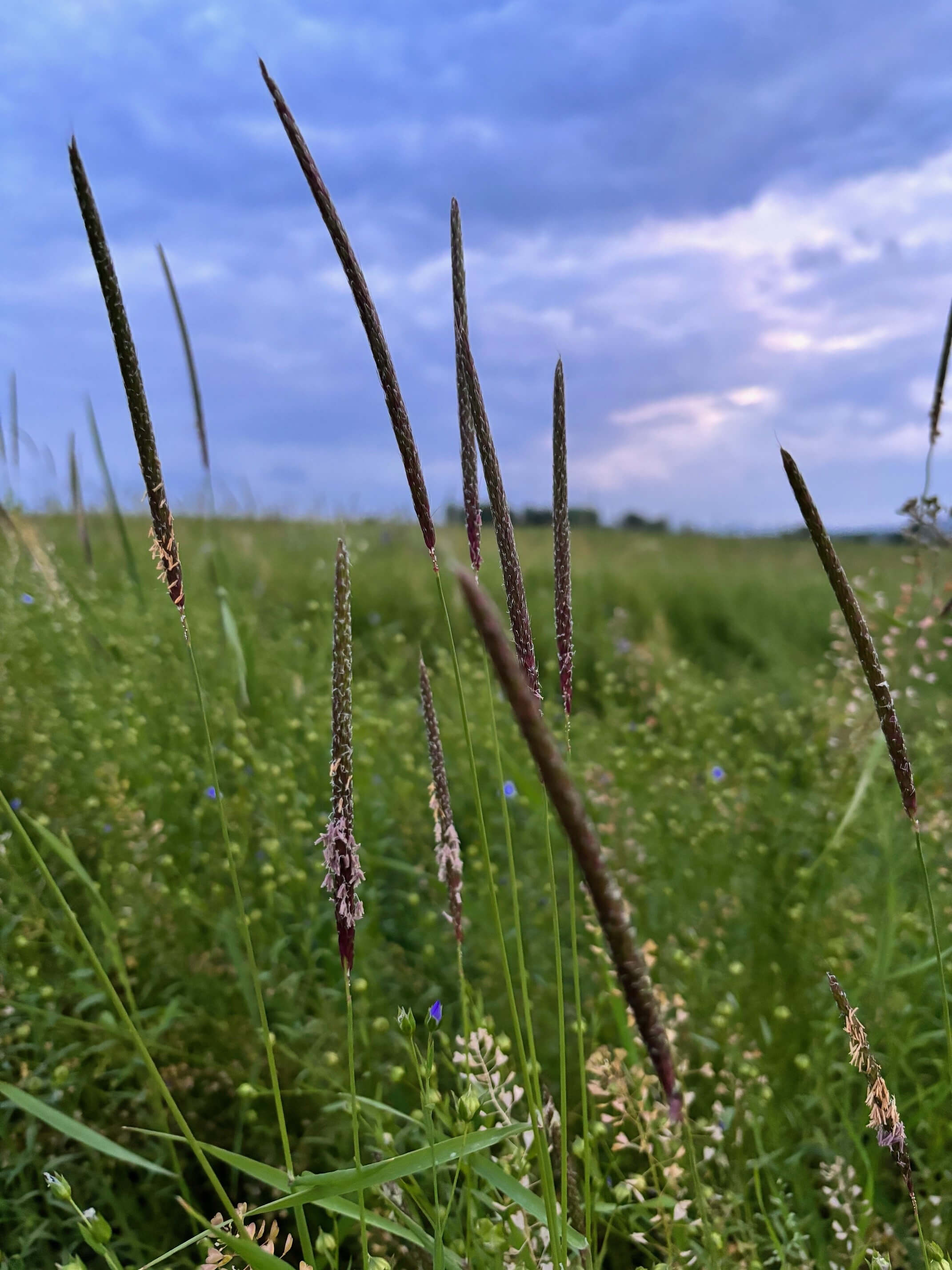 Ackerfuchsschwanz im Griff haben