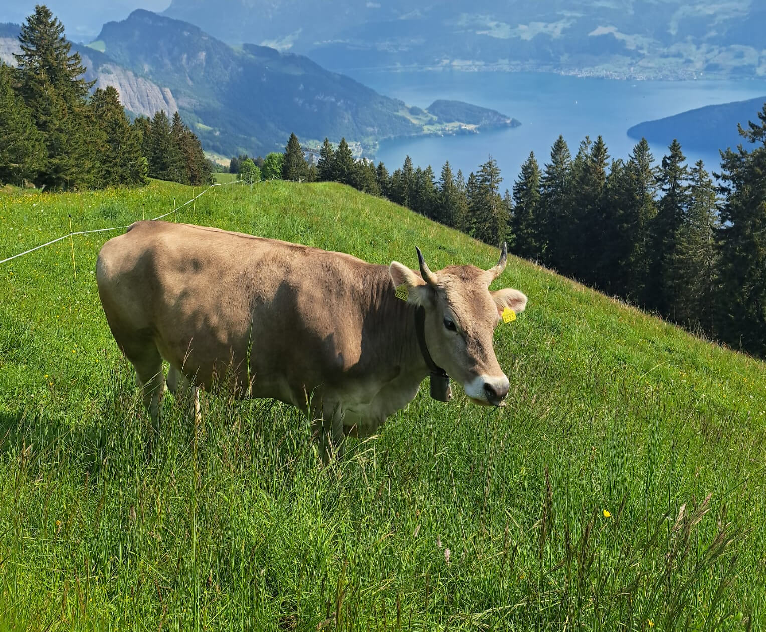 Spermasexing auf dem Biobetrieb