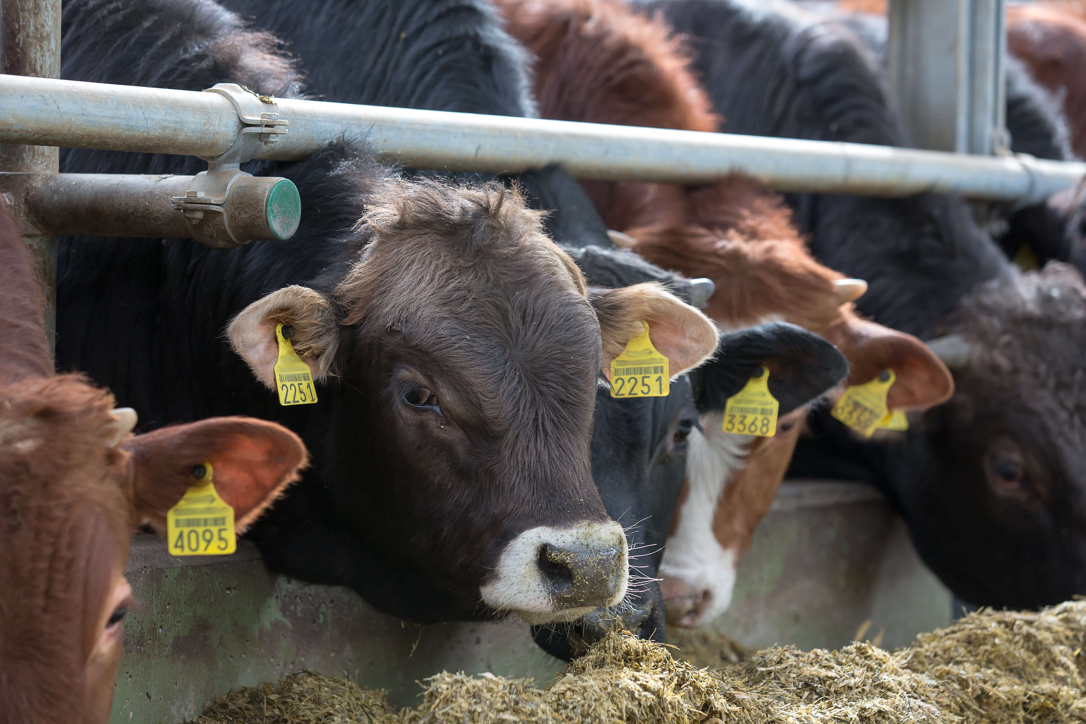 AP-Abend 2026 - Tierseuchen