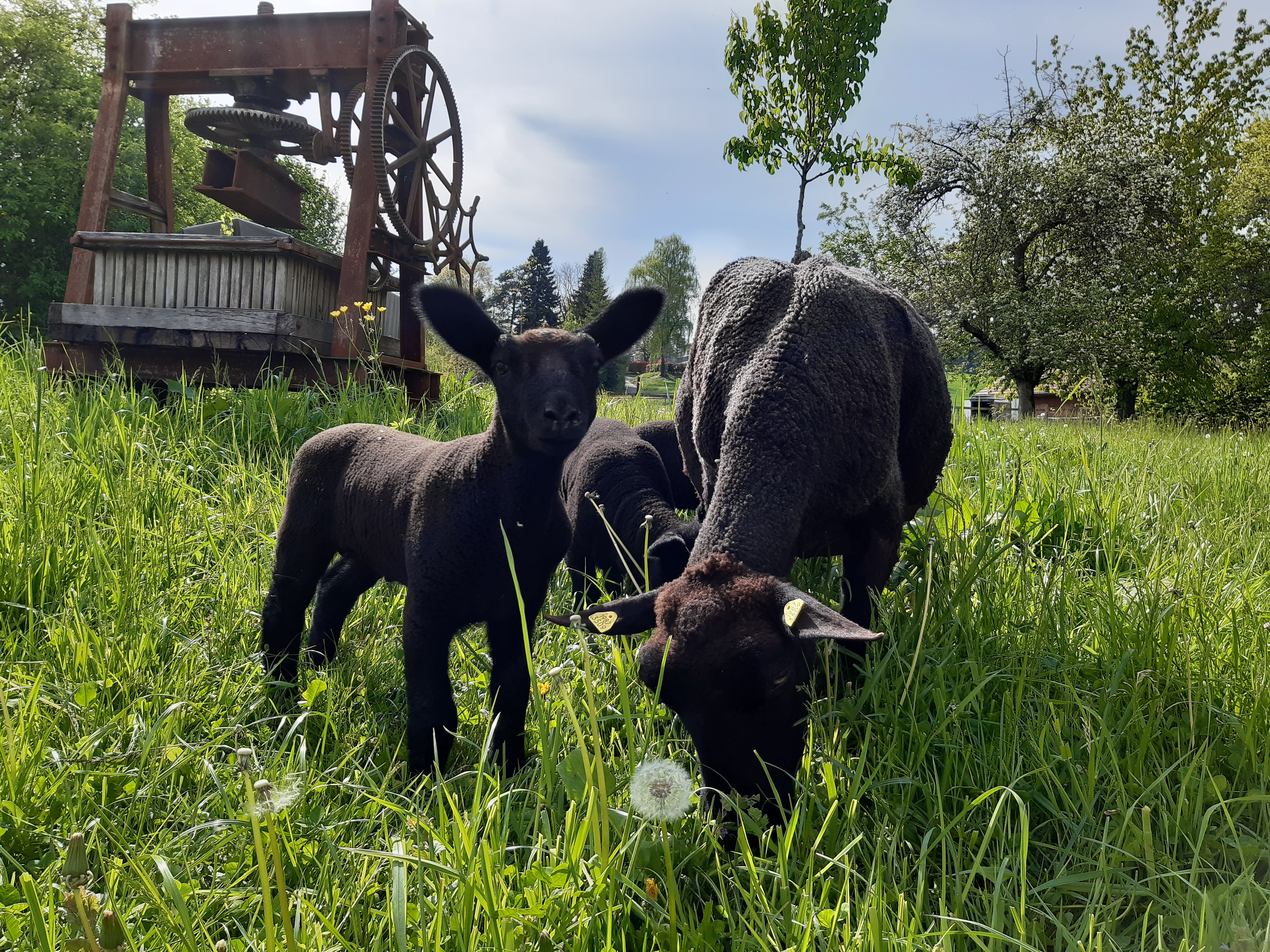Selen f&uuml;r trinkfreudige L&auml;mmer und Gitzi