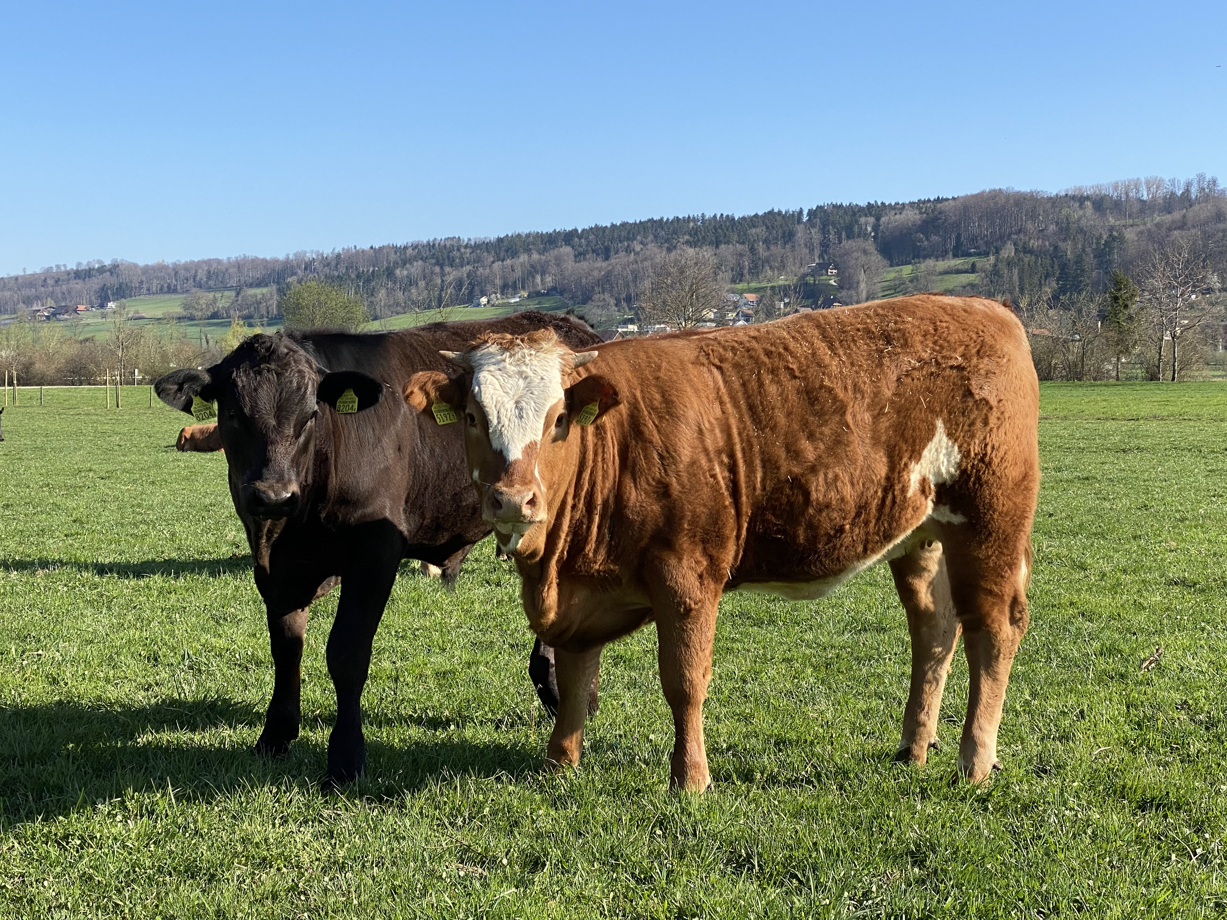 Nordwestschweizer Mutterkuhtag