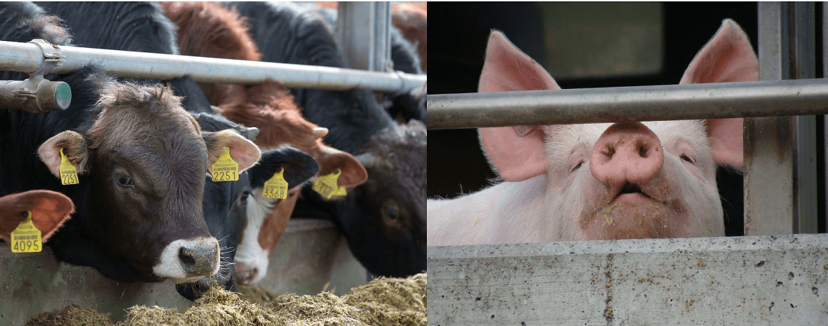 AP-Abend 2026 8.1.2026 - Tierseuchen