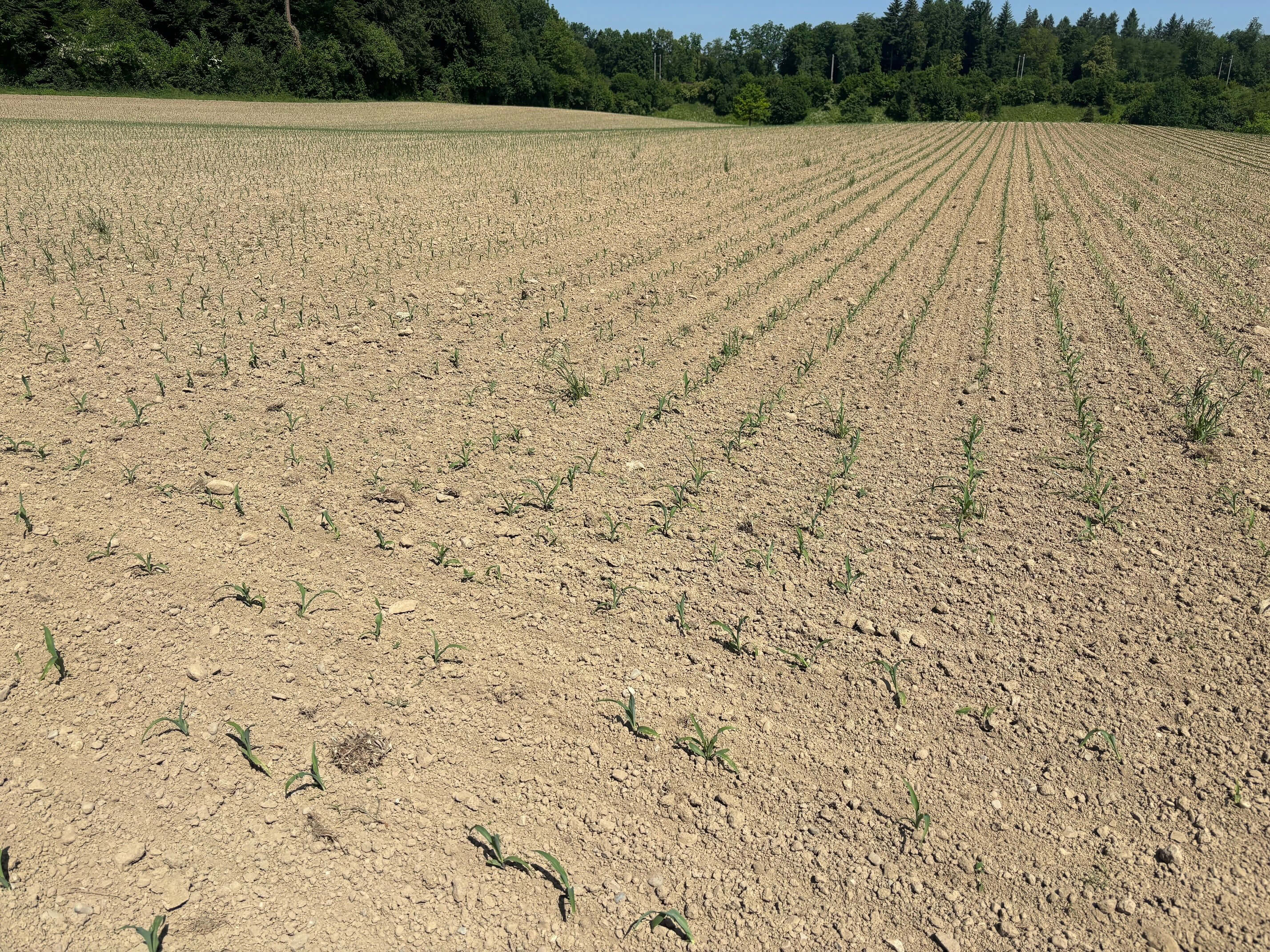 Mech. Unkrautbek&auml;mpfung: Bio Flurgang am 2. Juni