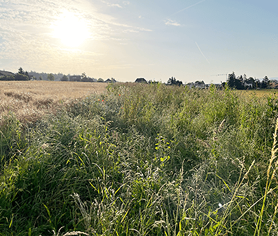Saum auf Ackerfl&auml;che gut geplant &ndash; grosser Nutzen