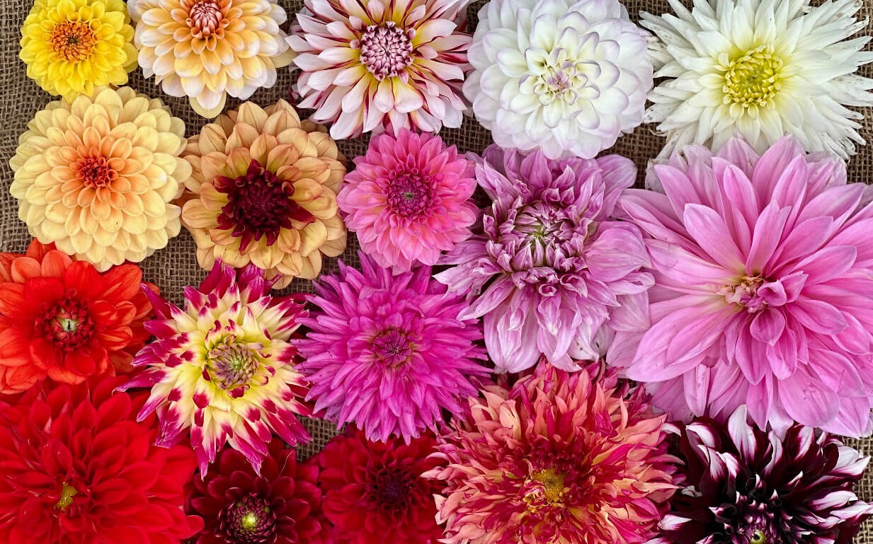 Ganzjahreskurs s&auml;en.pflanzen.pflegen