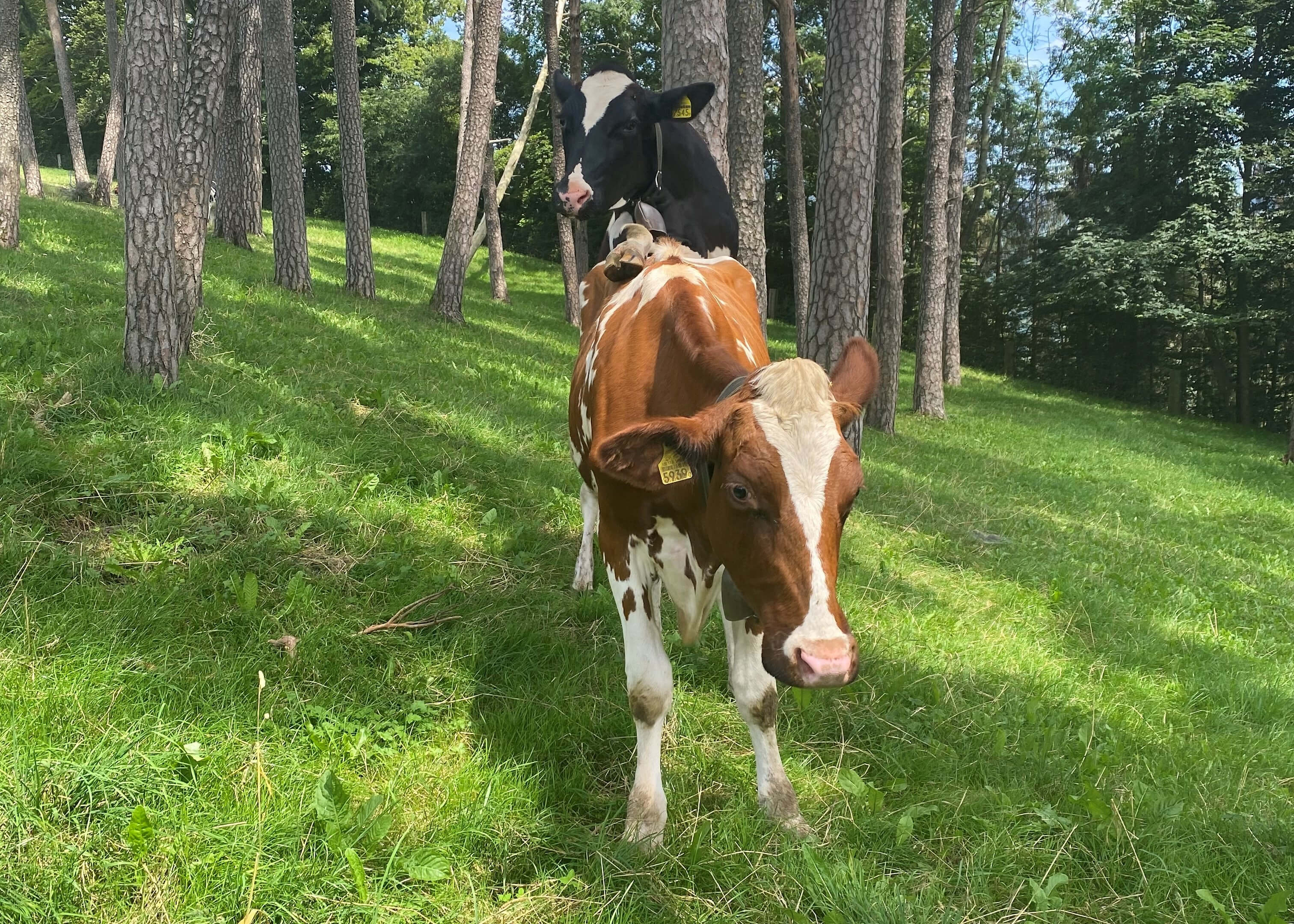 K&uuml;nstliche Intelligenz im Milchviehstall