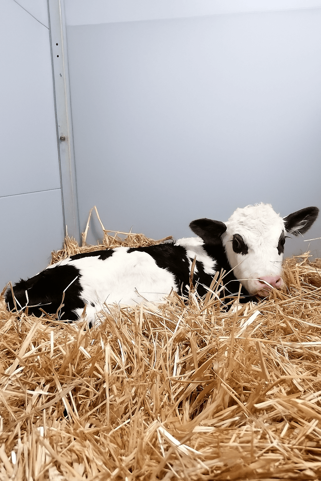 Fitte Kälber für leistungsstarke Kühe