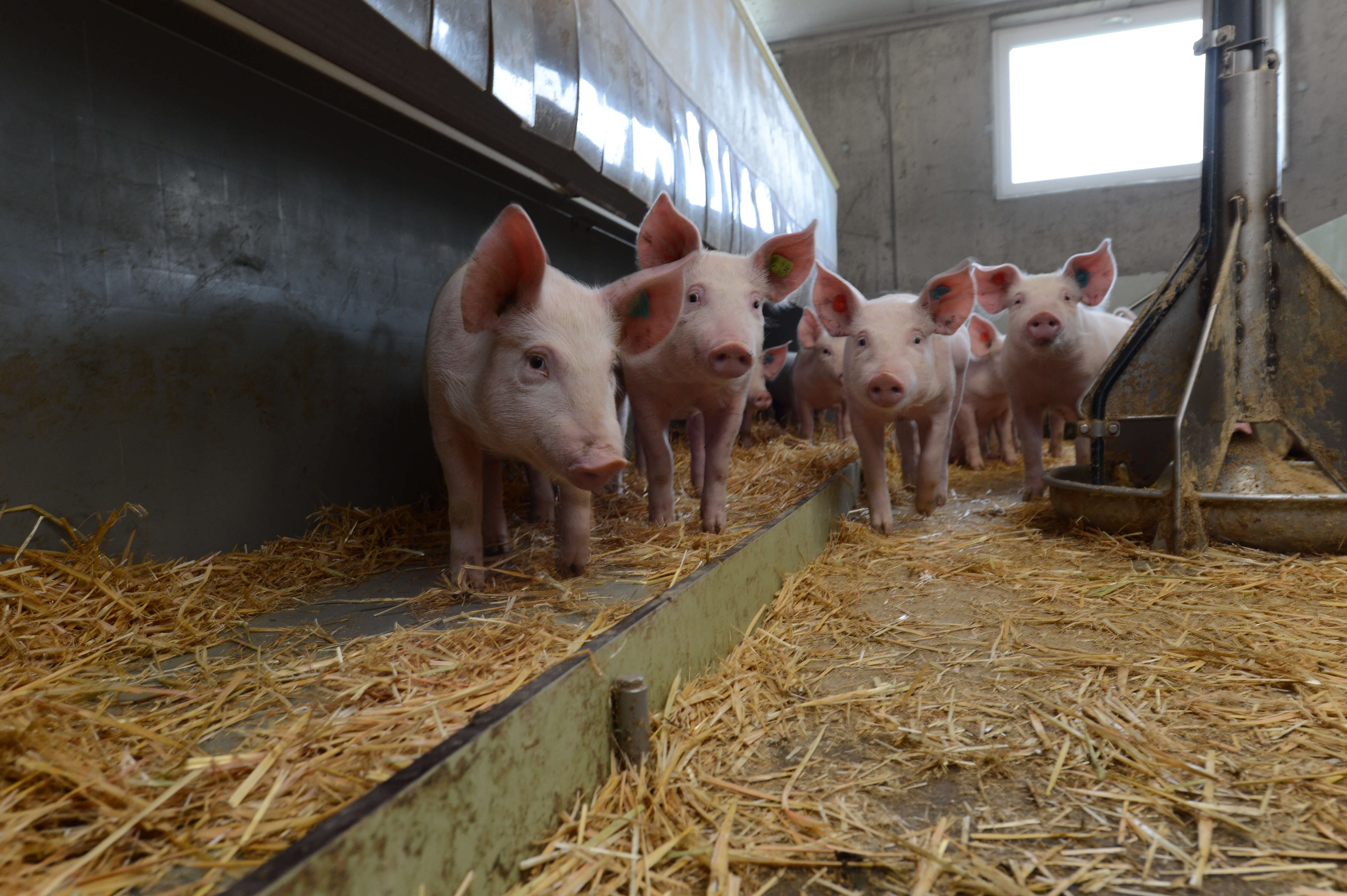 Kurs Nott&ouml;tung von Schweinen