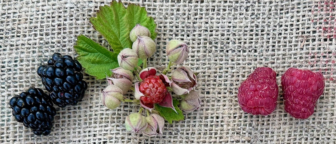 Beeren mal anders