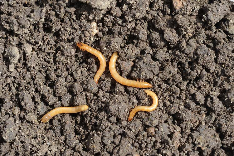 Drahtwurmbek&auml;mpfung