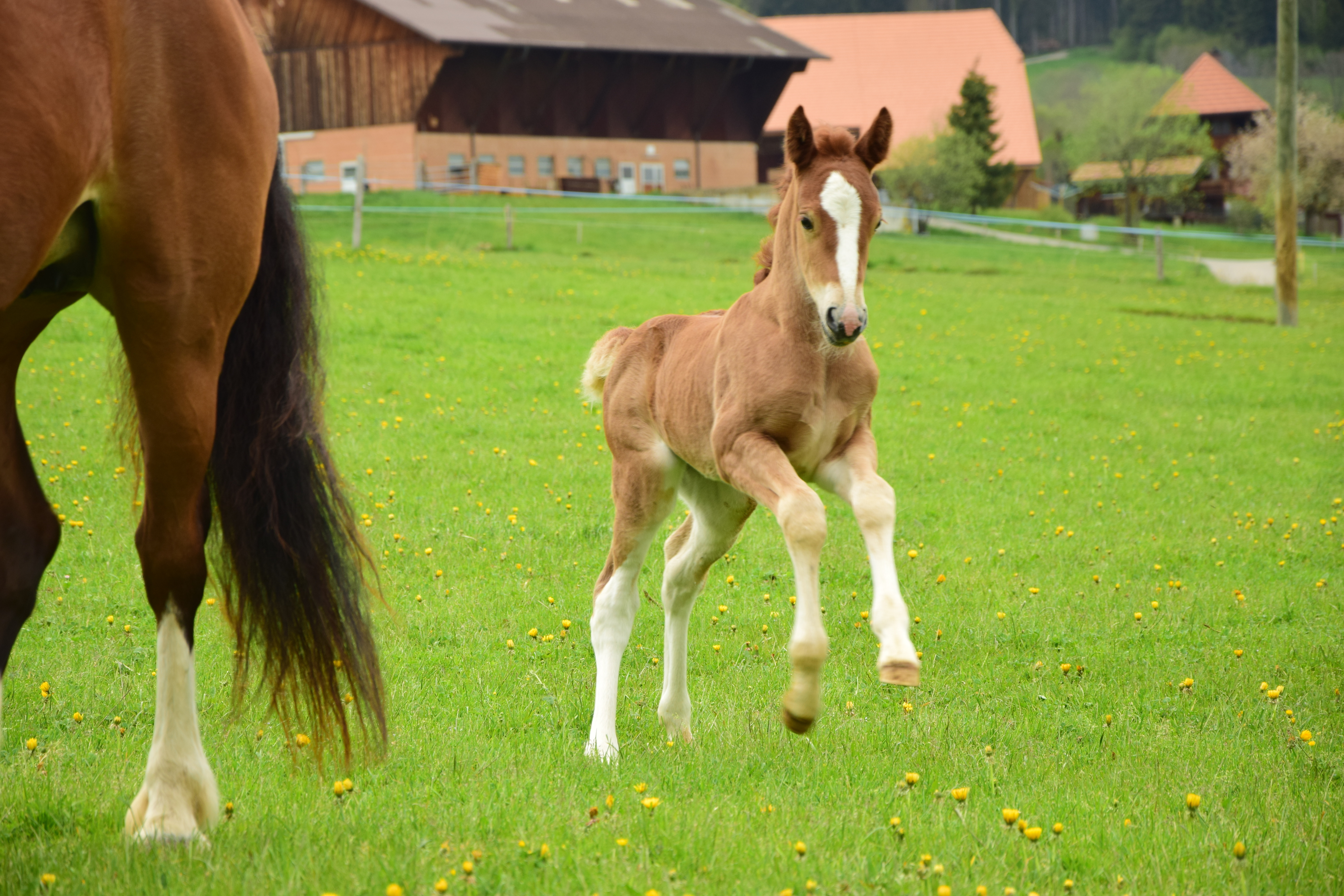 Auf die Weide, fertig, los!