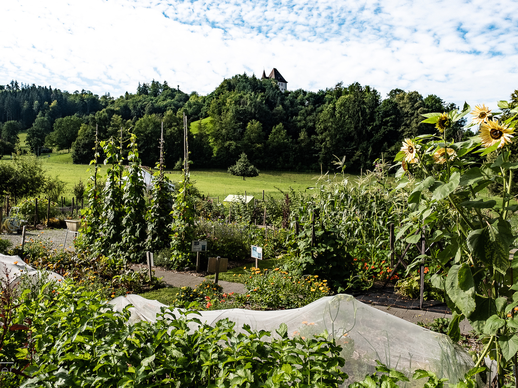 S&auml;en.pflanzen.pflegen- Der Jahres-Gartenkurs