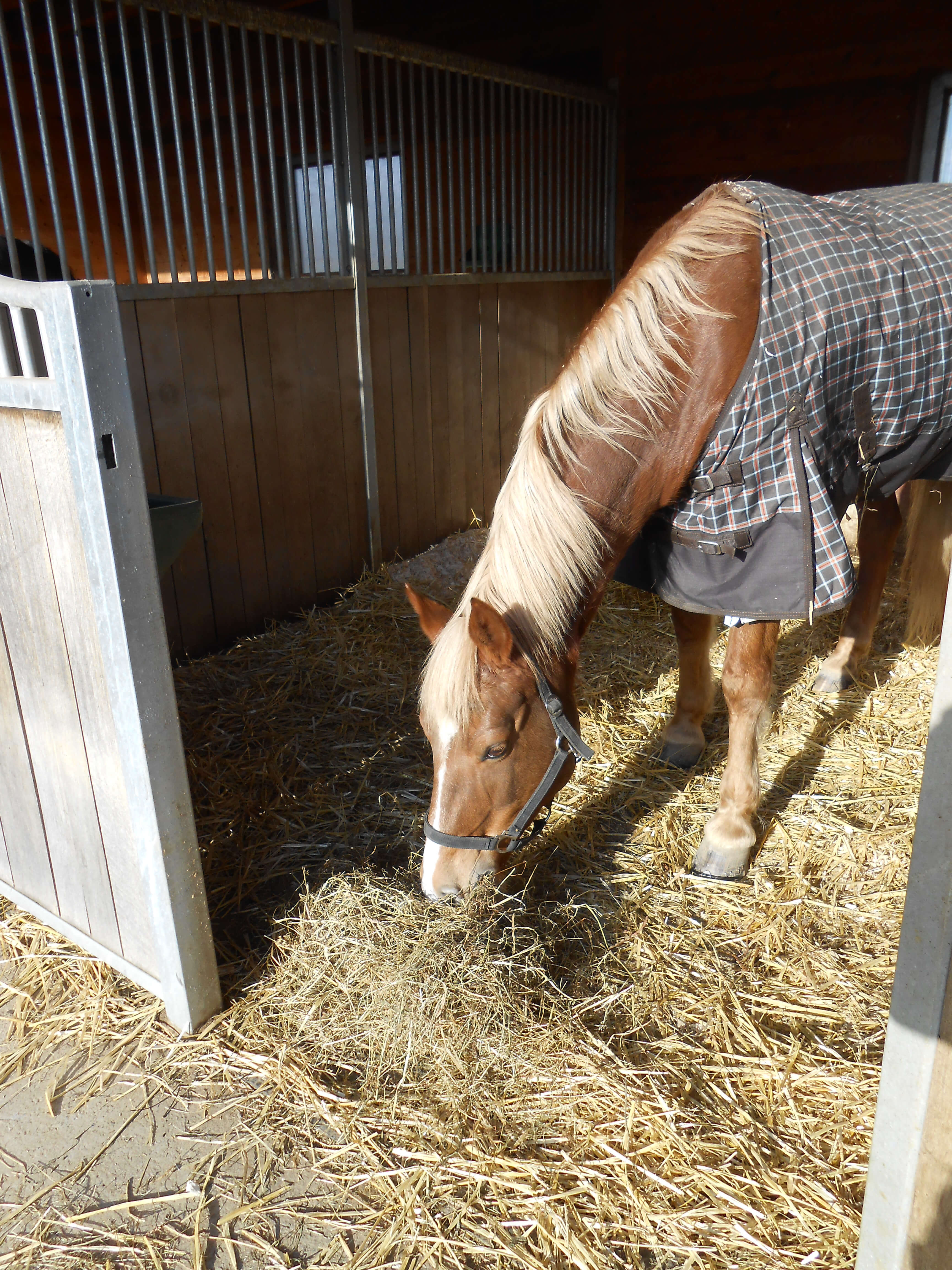 Equines Asthma: Wenn es im Stall hustet