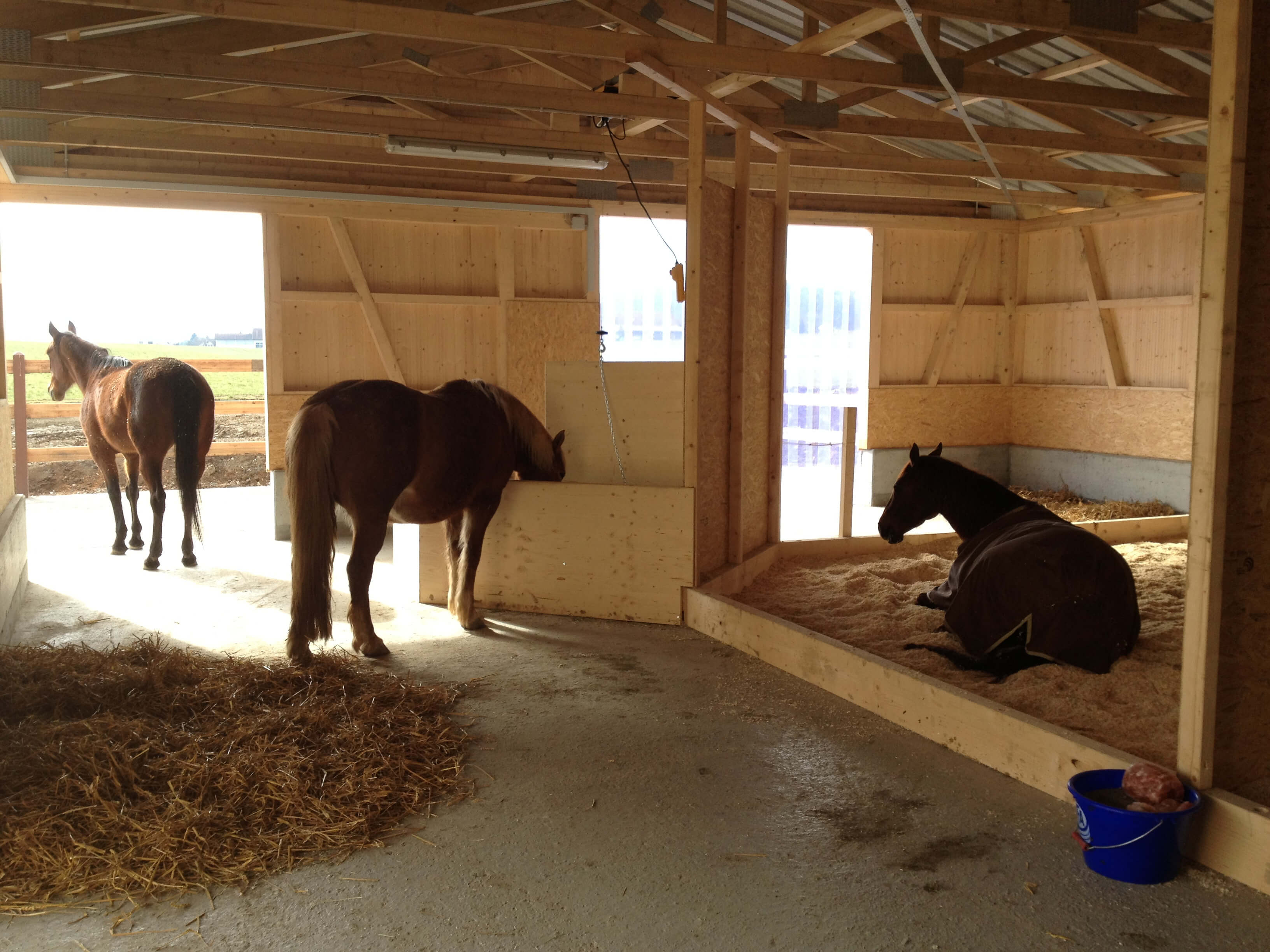 Bauen für Pferde: Ablauf eines Bauprojekts