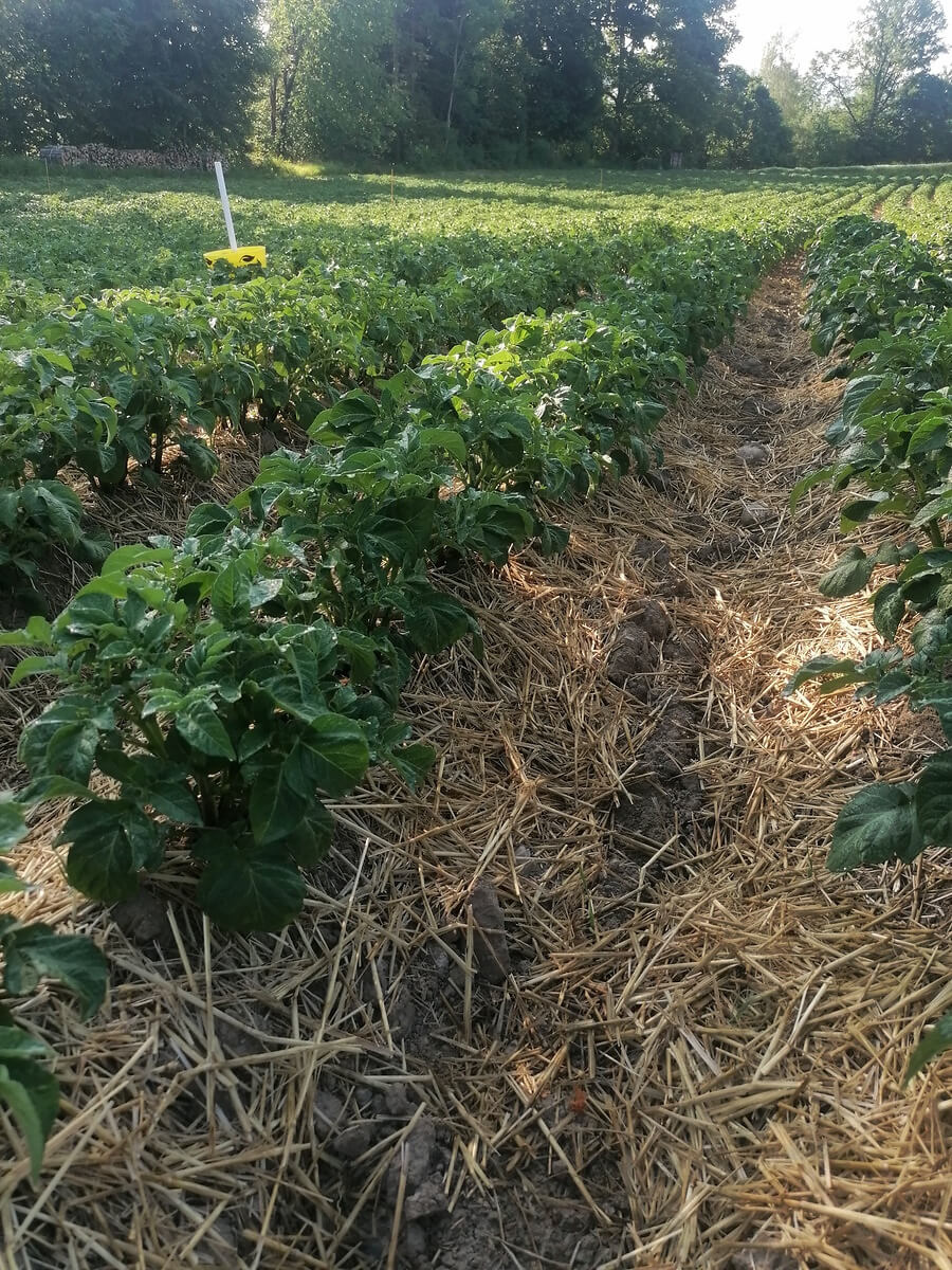 Strohmulch in Kartoffeln