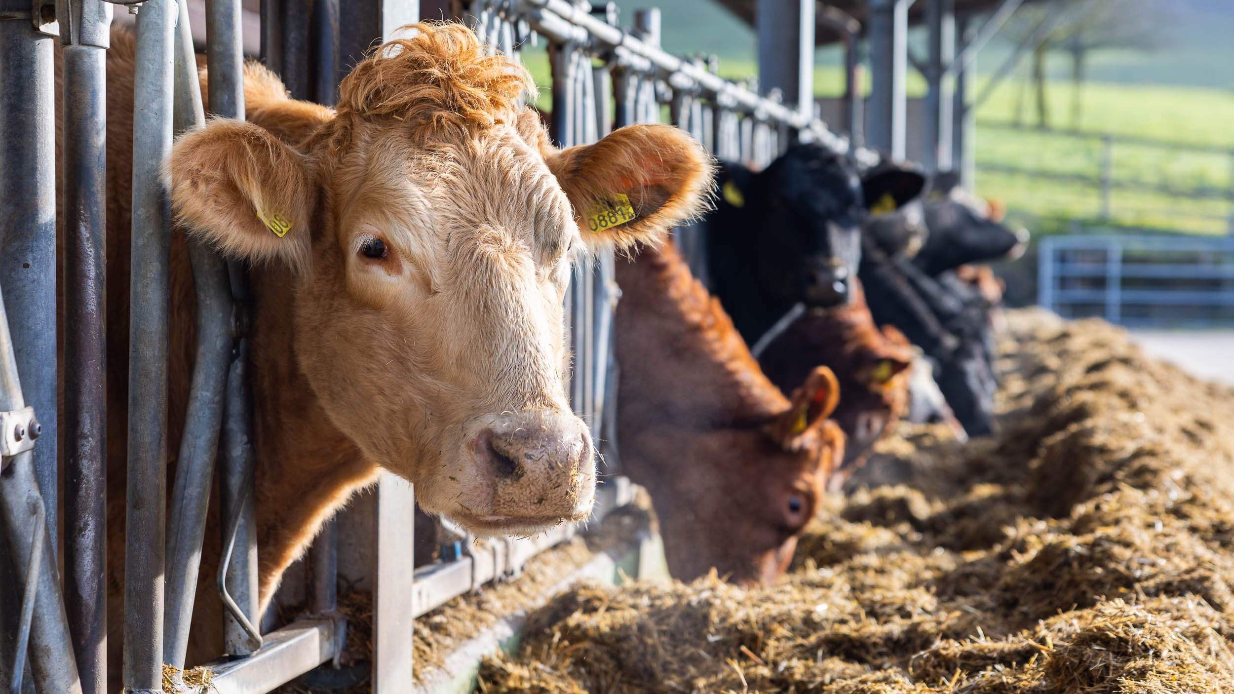 Umsetzung Massnahmenplan Ammoniak