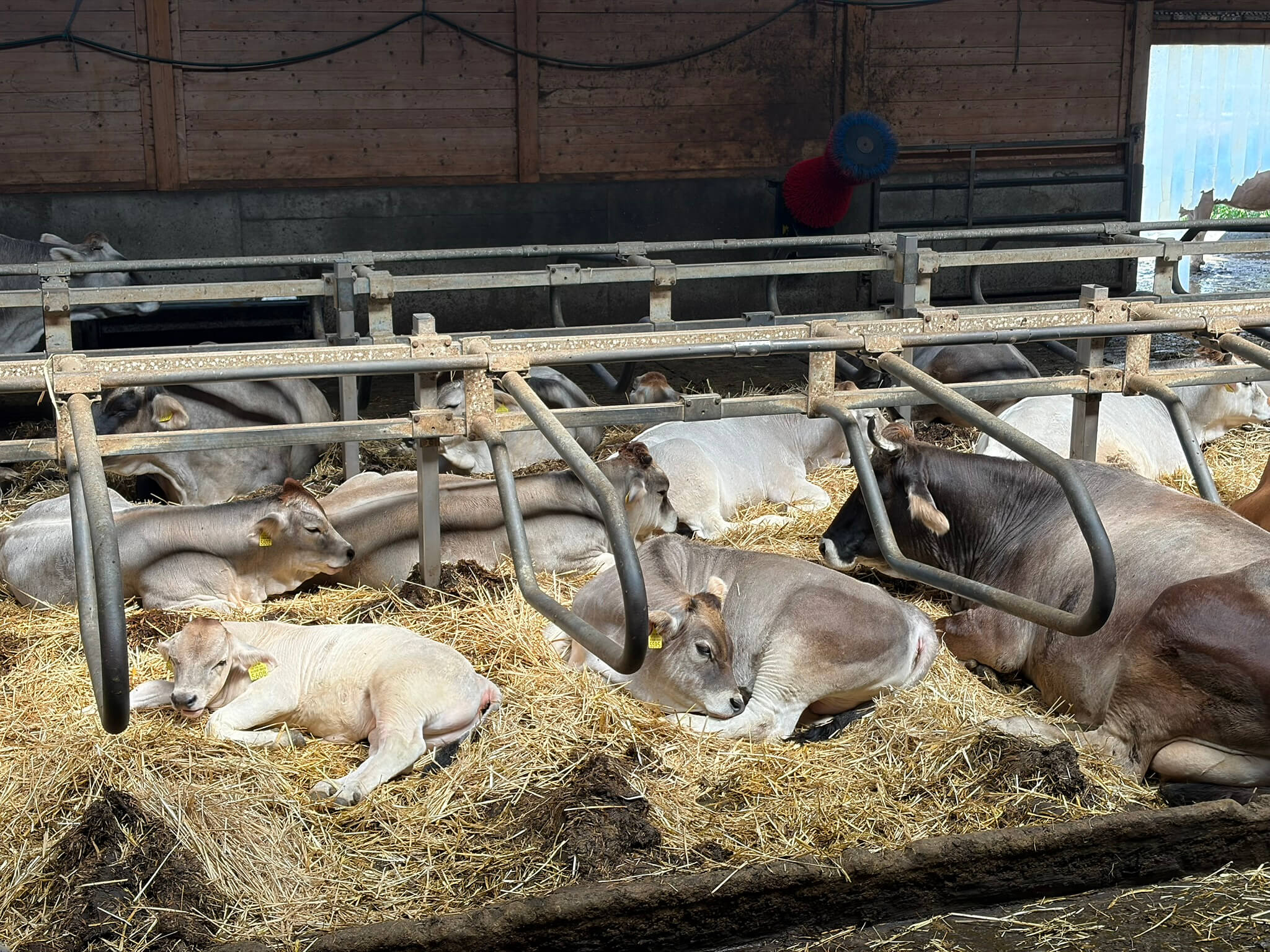 Stallrundgang Mutterkuhhaltung