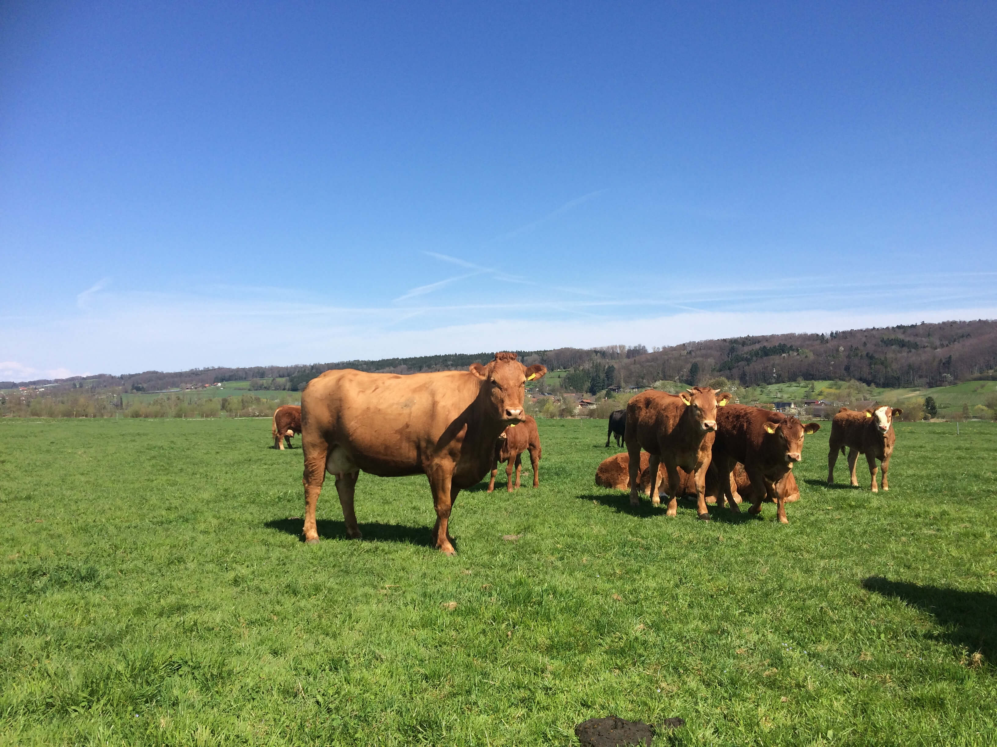 Erfolgreich in die Weidesaison starten