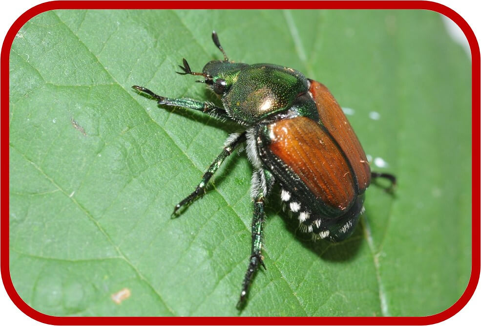 Fokus: Japank&auml;fer