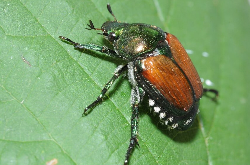 Information Japankäfer