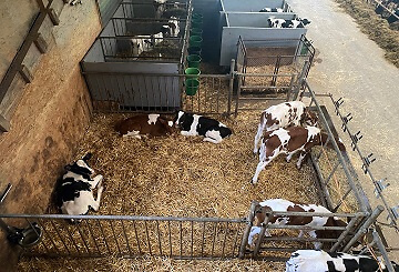 Atemwegserkrankungen bei Kälbern