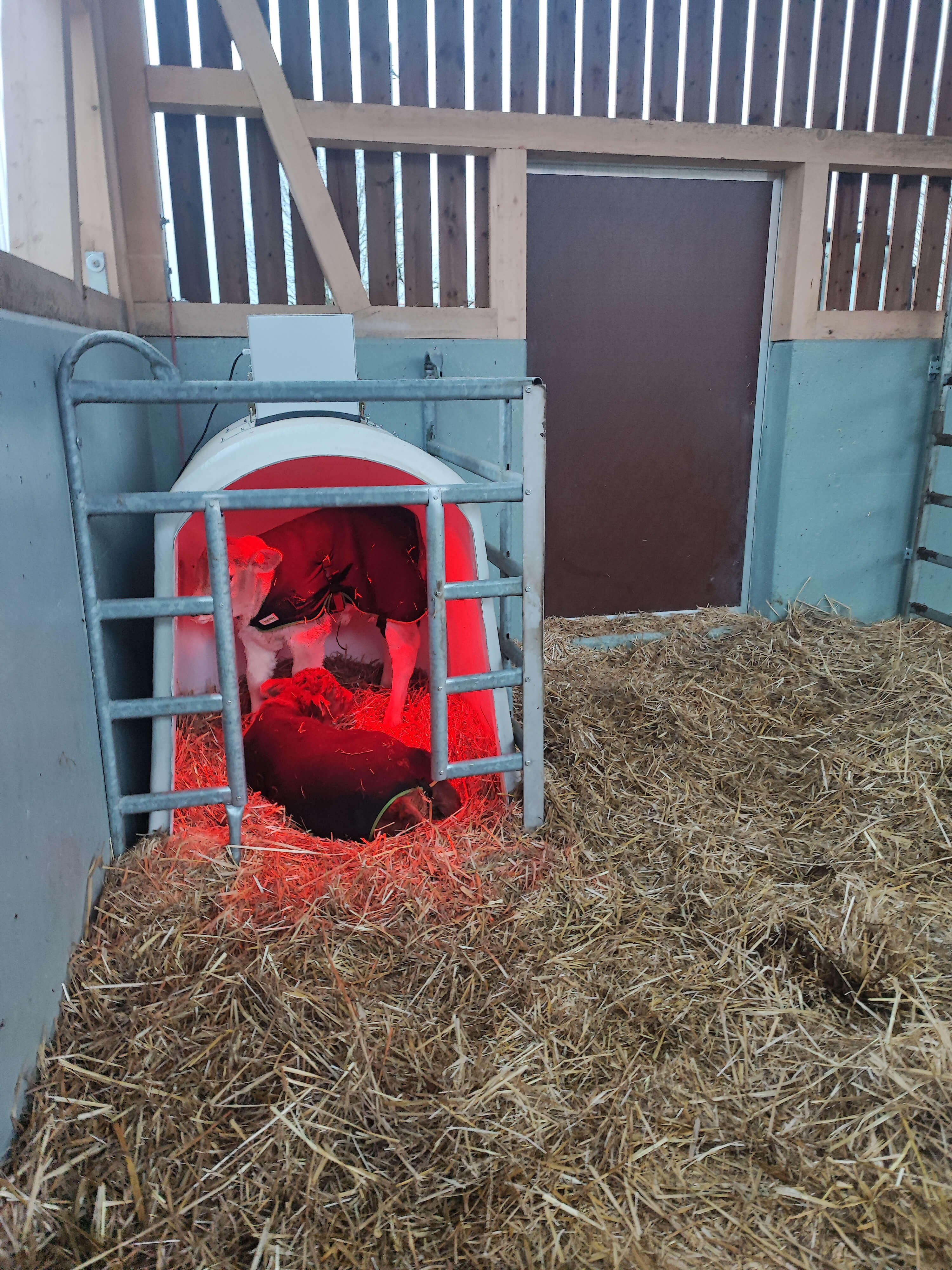 Denis H&auml;fliger: Ein Einblick in sein K&auml;lbermanagement