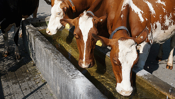 Sauberes Wasser für gesunde Kühe