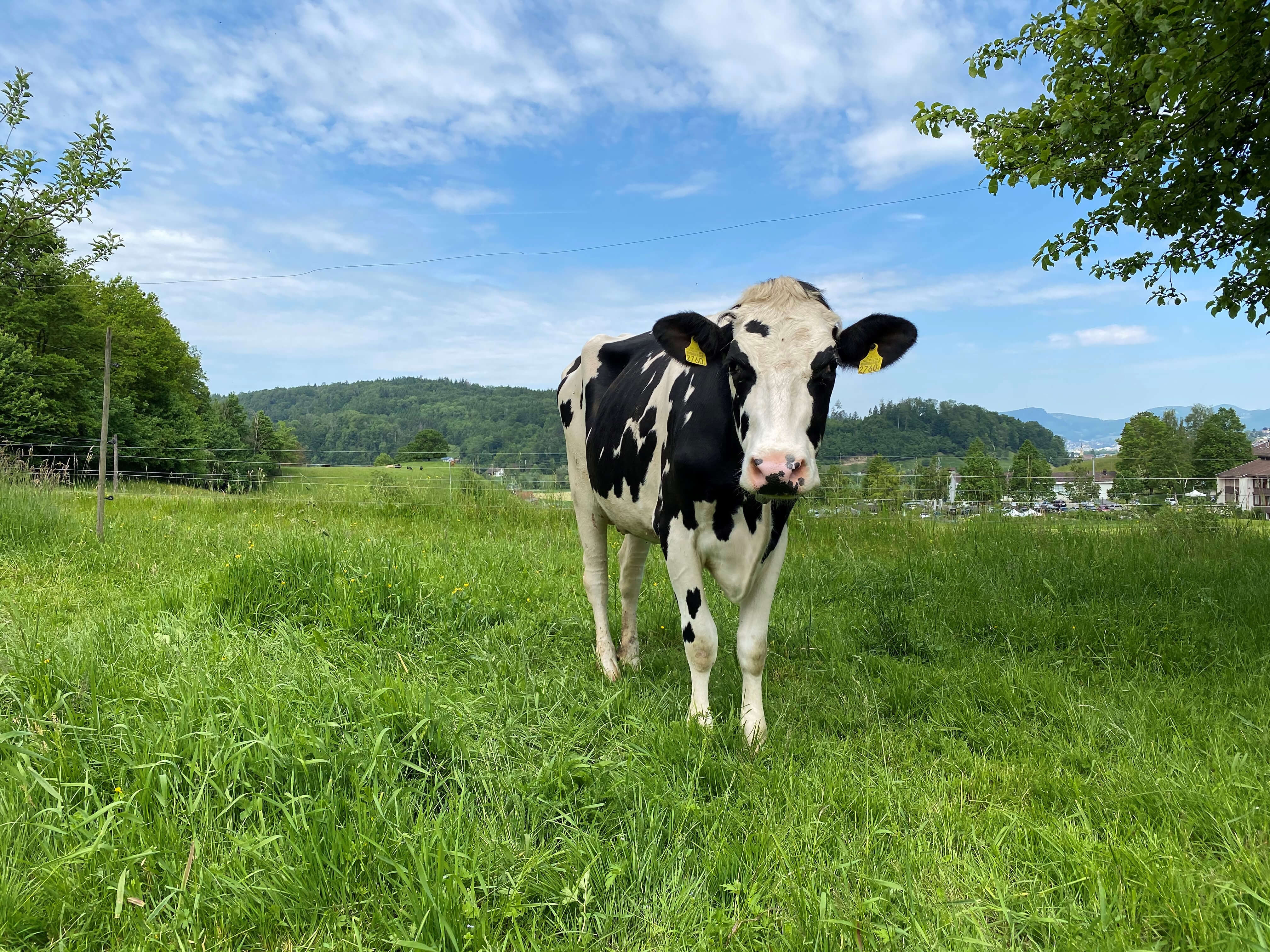 Parasiten im Rinderbestand