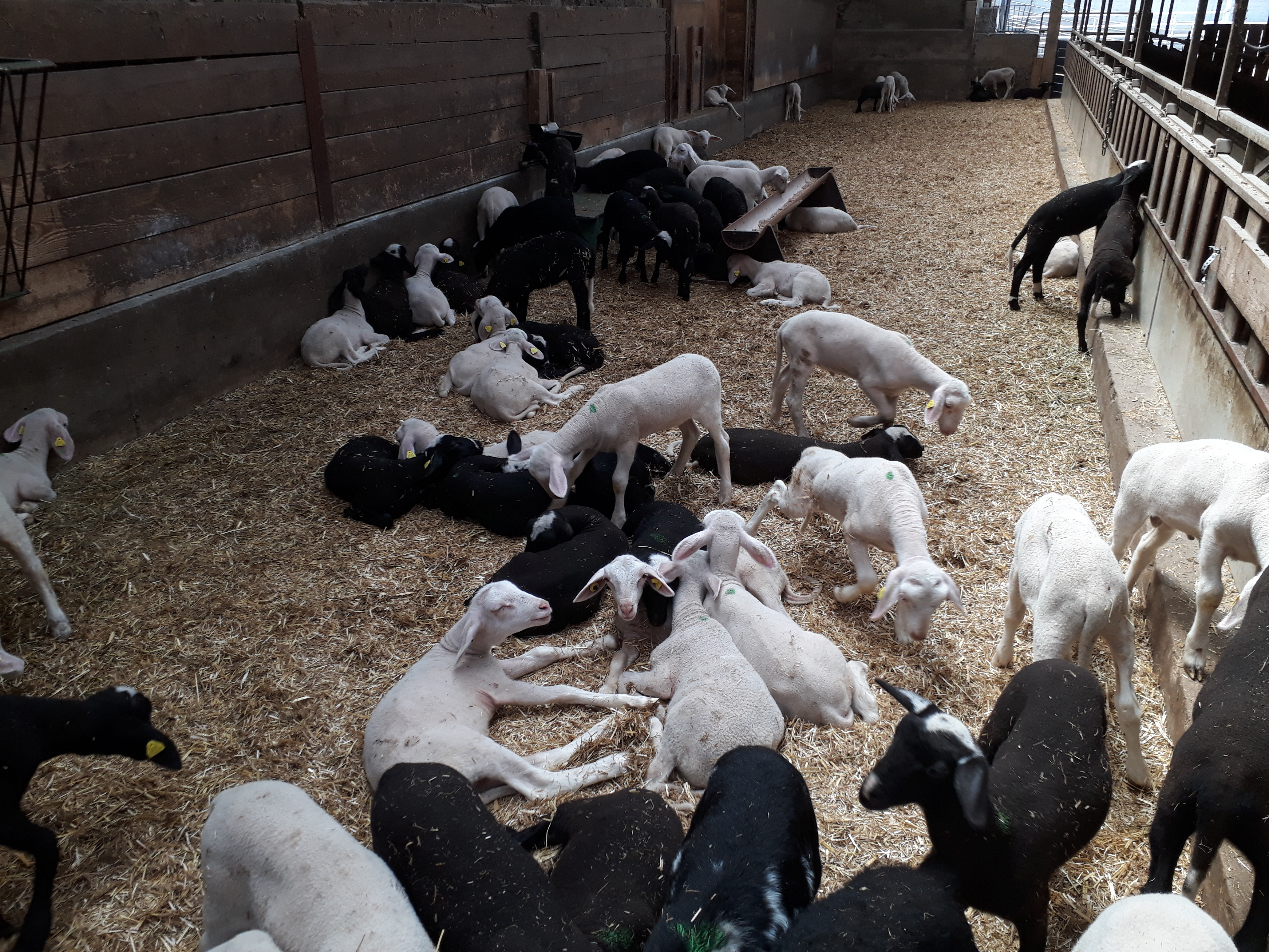 Magen-Darm-Parasiten- (k)eine Infektion im Stall?