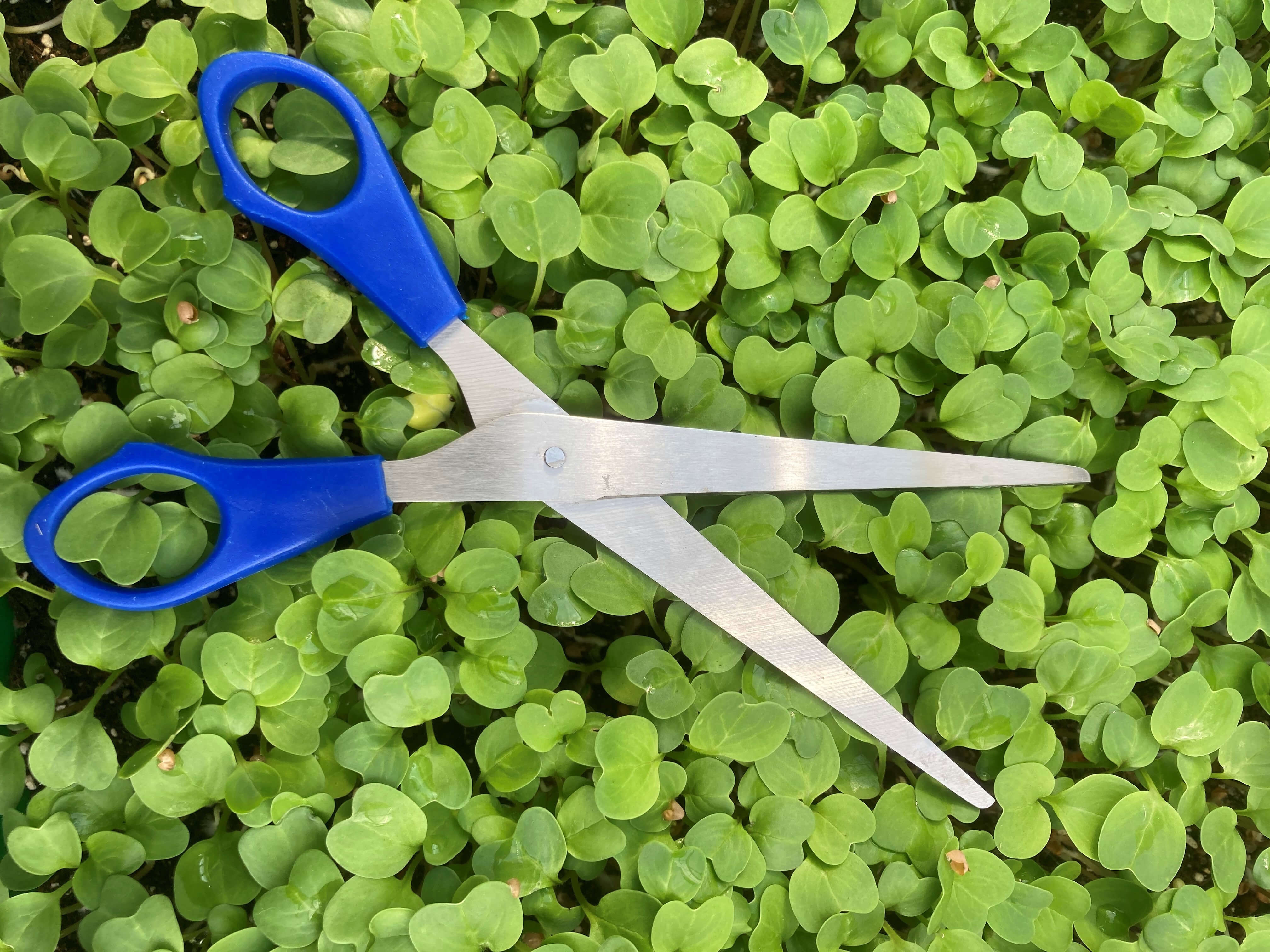 Microgreens durchs ganze Jahr