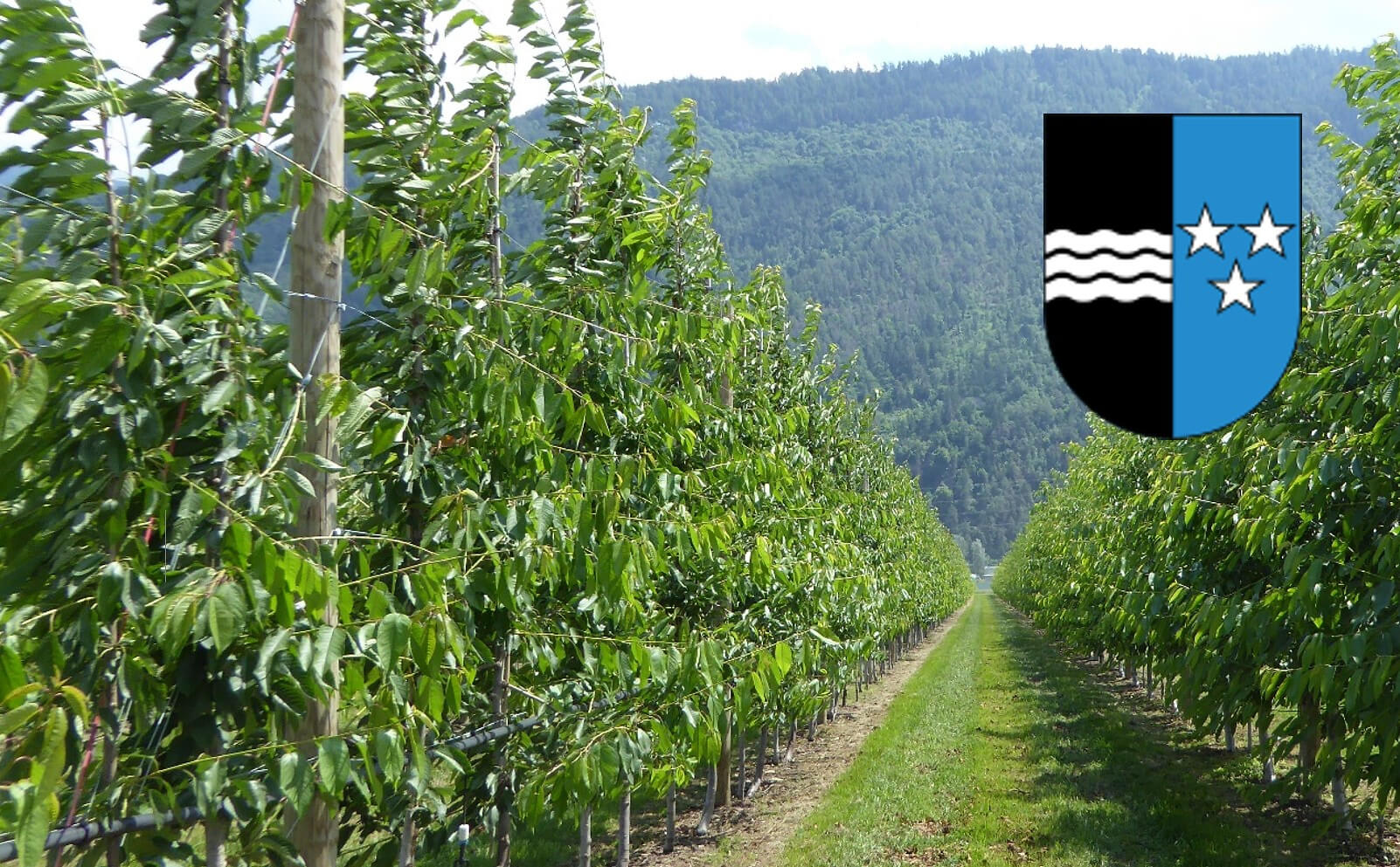 Obstbau im Aargau