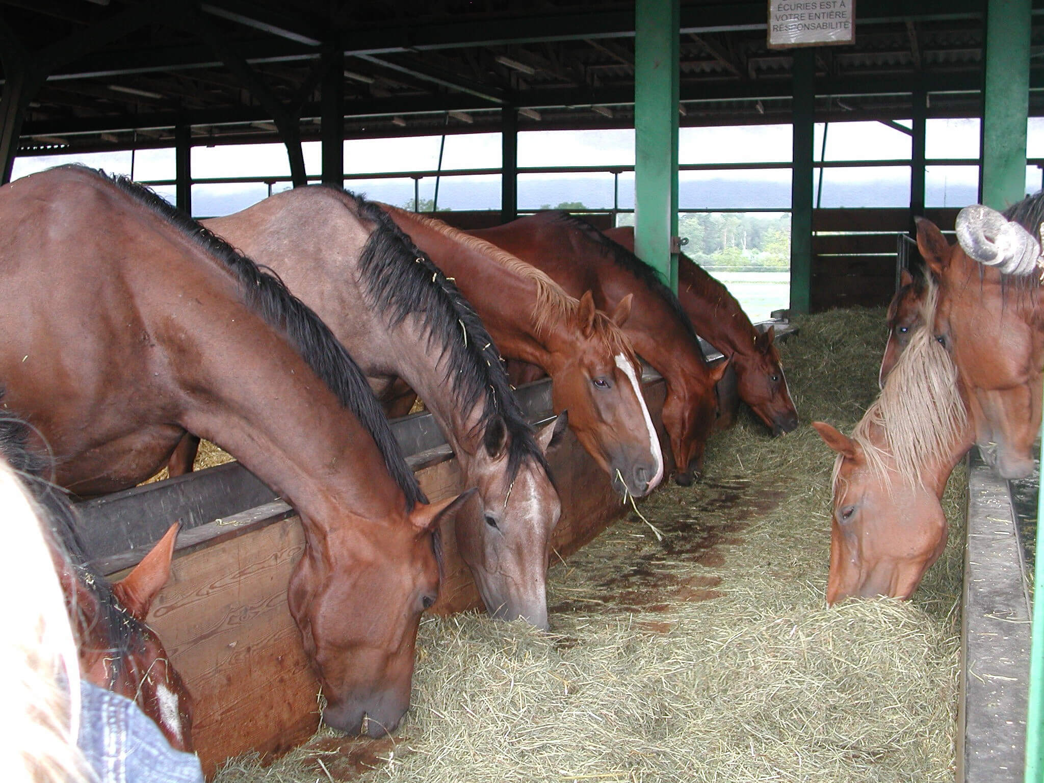 Die T&uuml;cken der schwankenden Raufutterqualit&auml;t