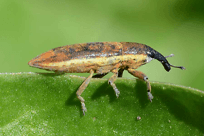 Erfahrungsaustausch R&uuml;benr&uuml;ssler