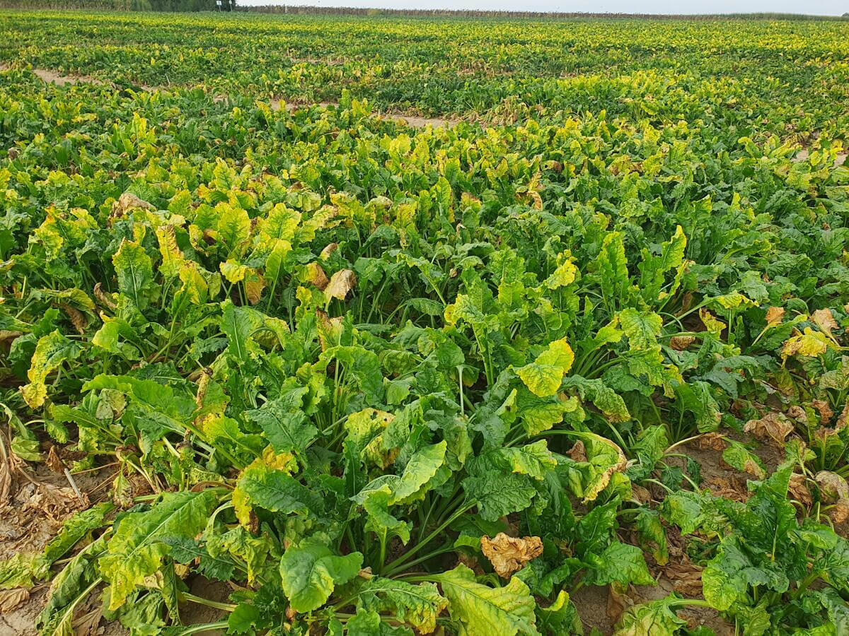 Infoveranstaltung Zuckerrüben 2025