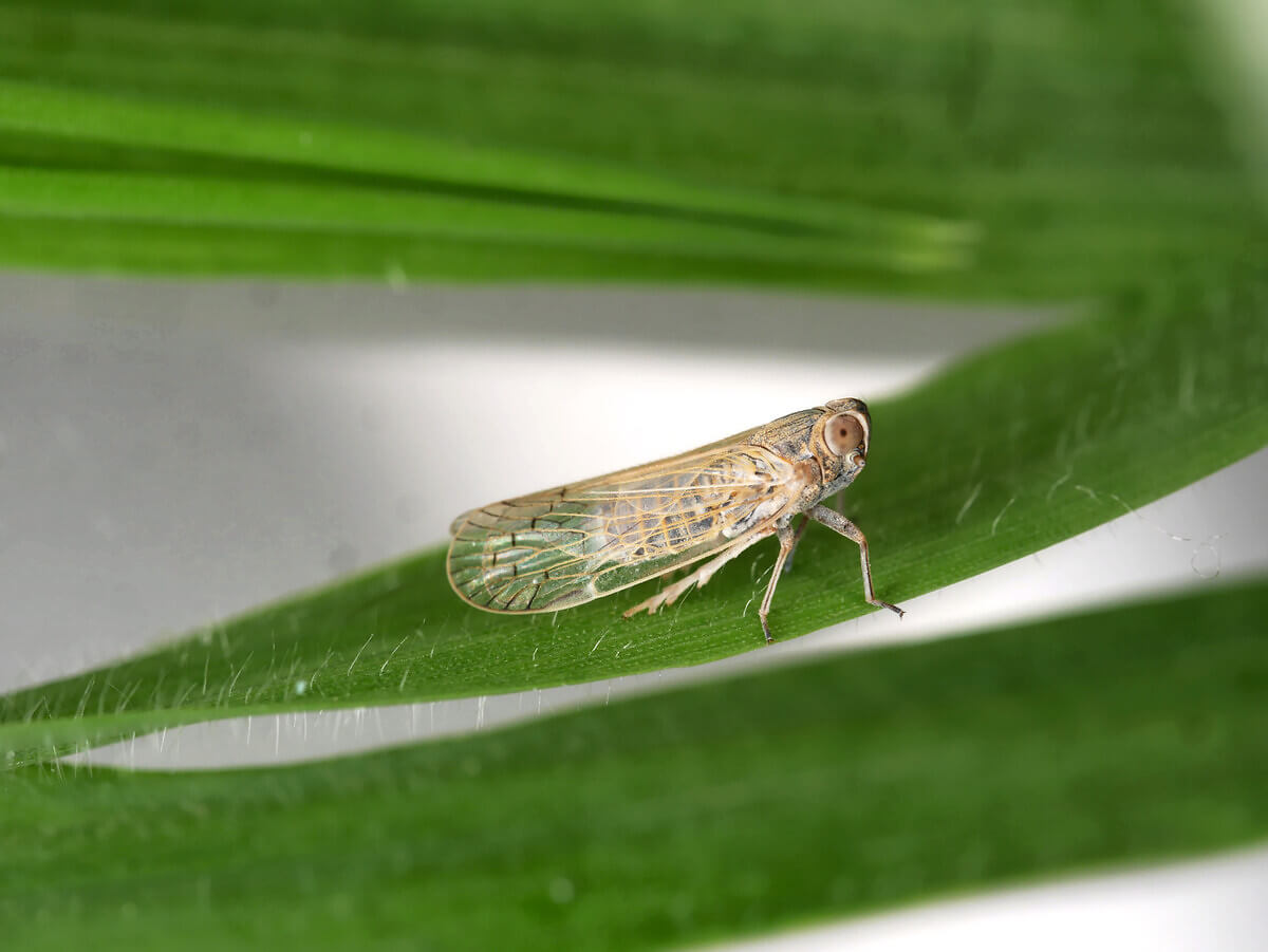 Schilf-Glasflügelzikade