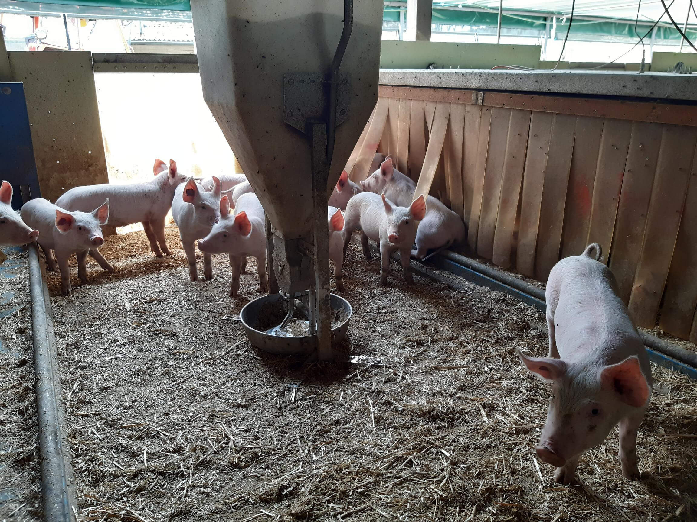 Schoggi im Schweinefutter gegen Food Waste