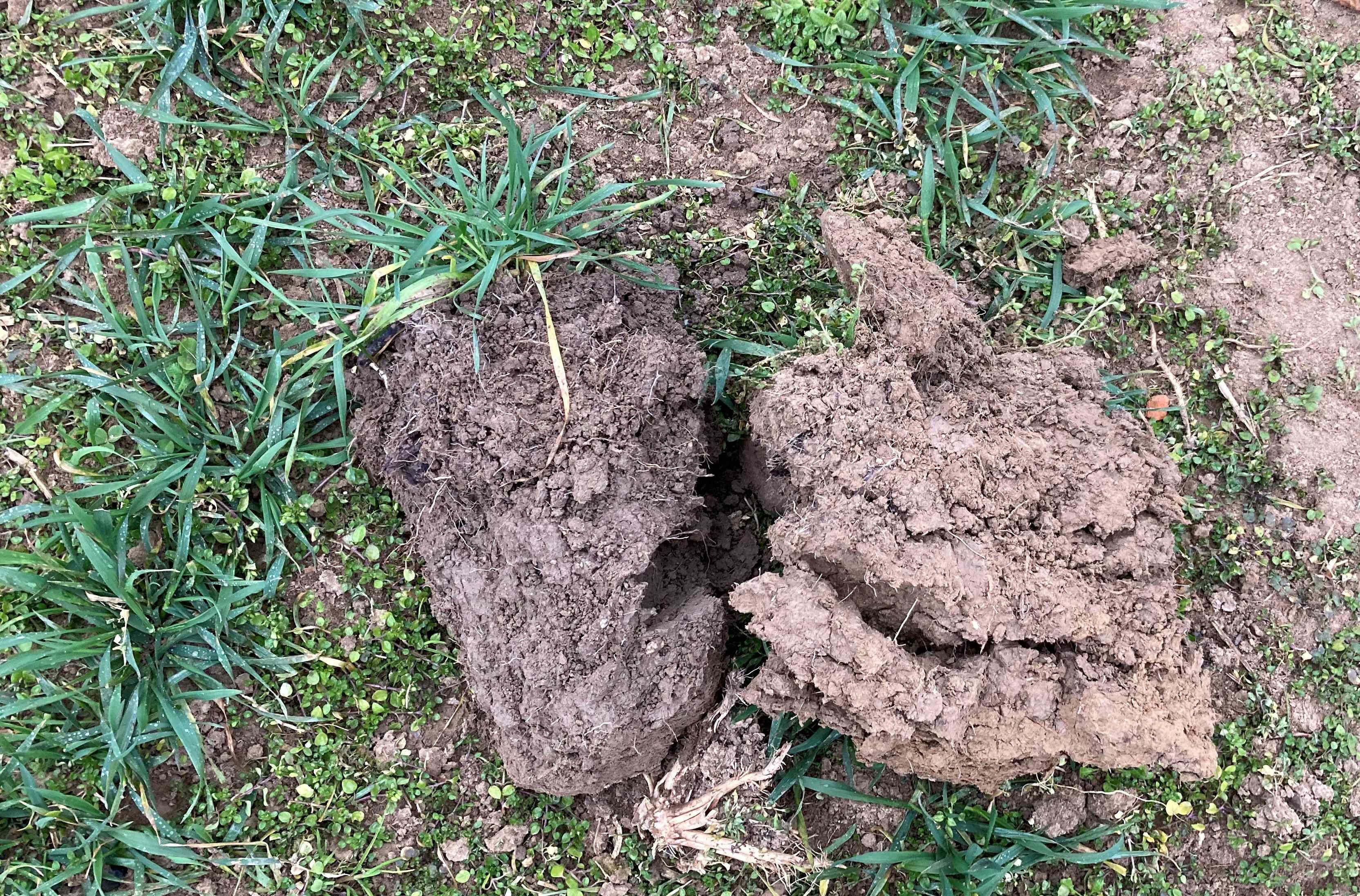 Bodenanalysen verstehen