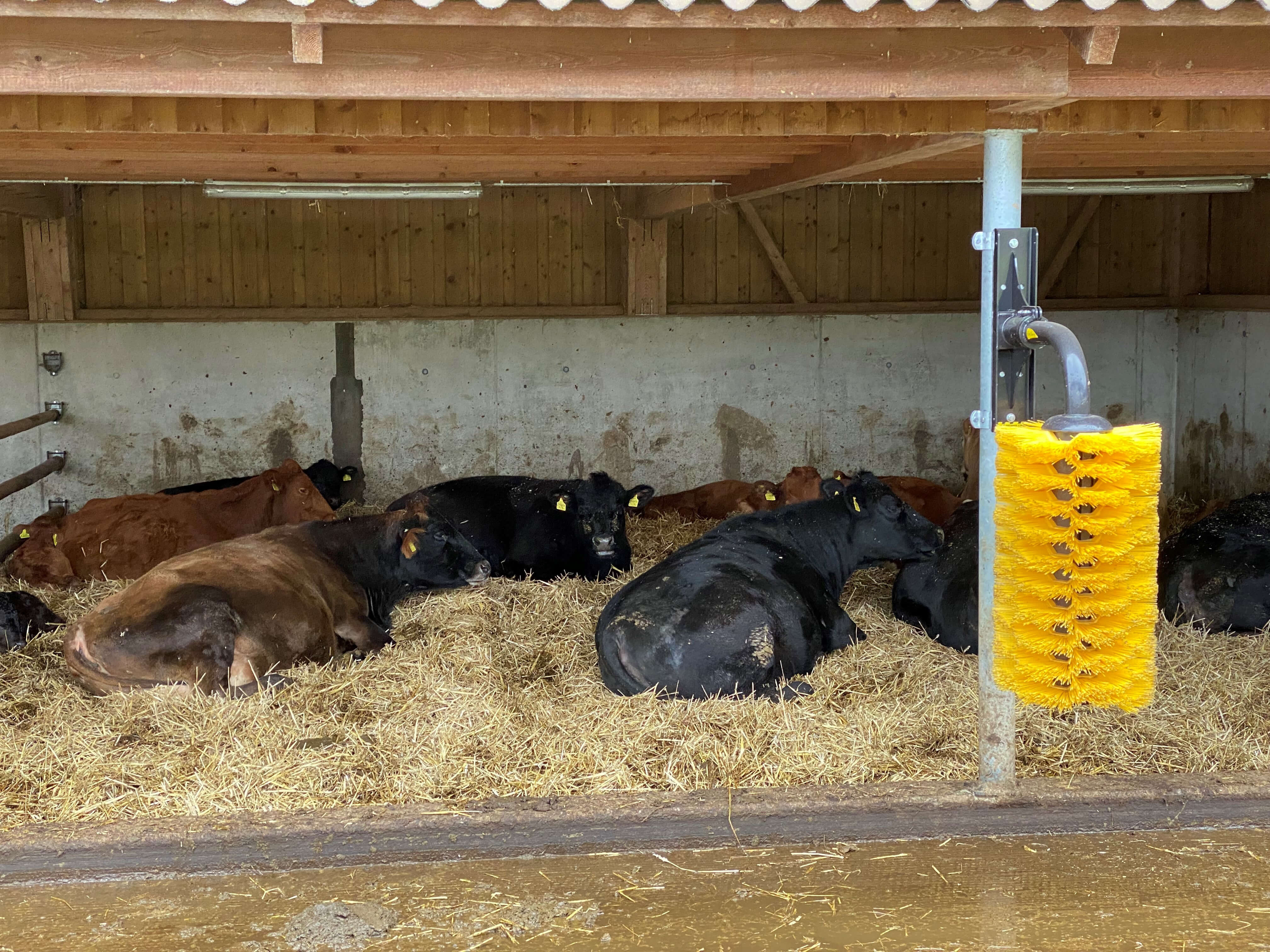 Stallrundgang Mutterkuhhaltung
