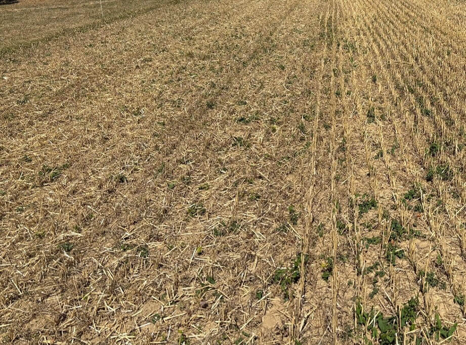 Stoppelfelder mulchen statt bearbeiten &ndash; Lehren aus dem trockenen Sommer