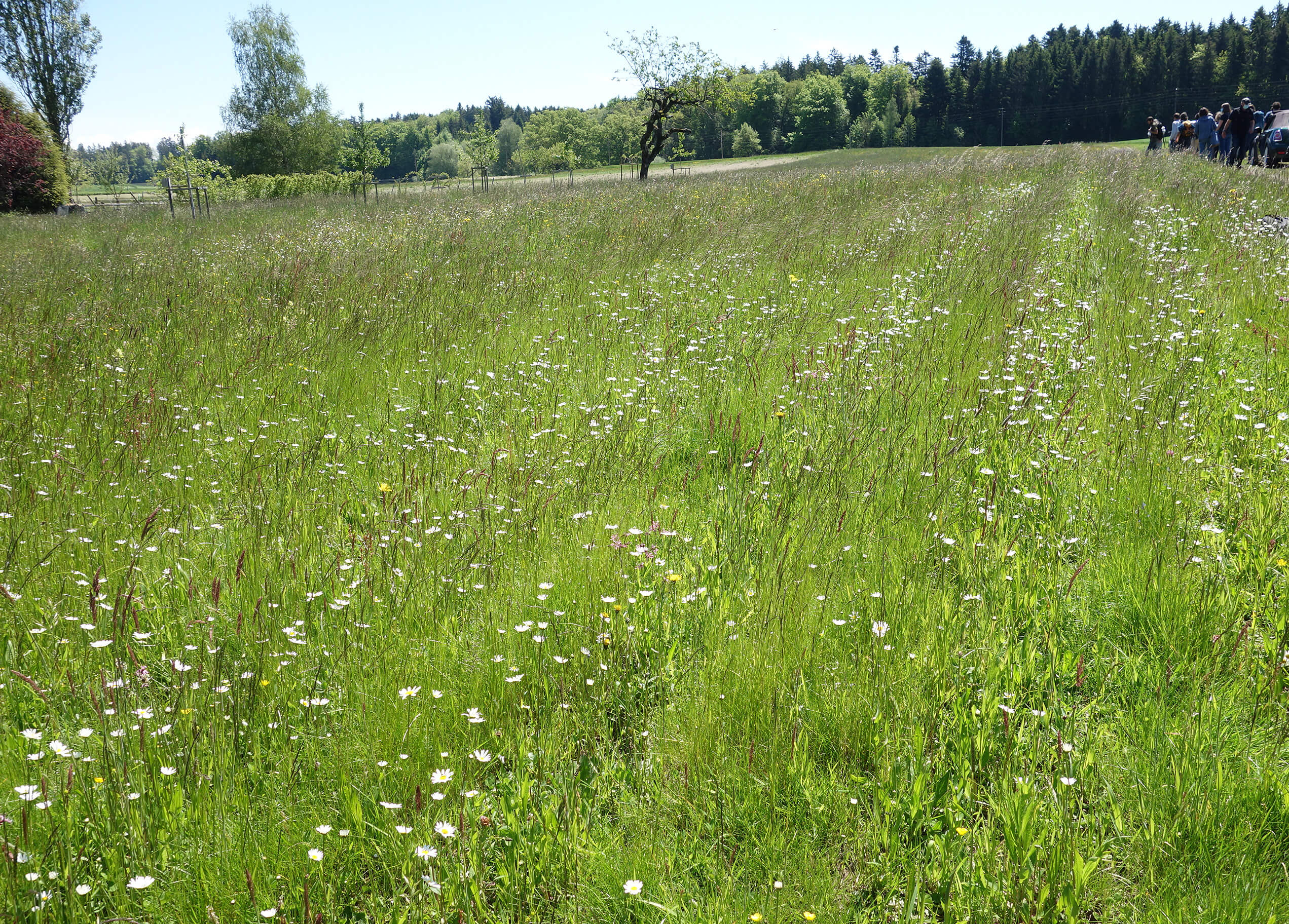 Wiesenaufwertung mit Streifensaat
