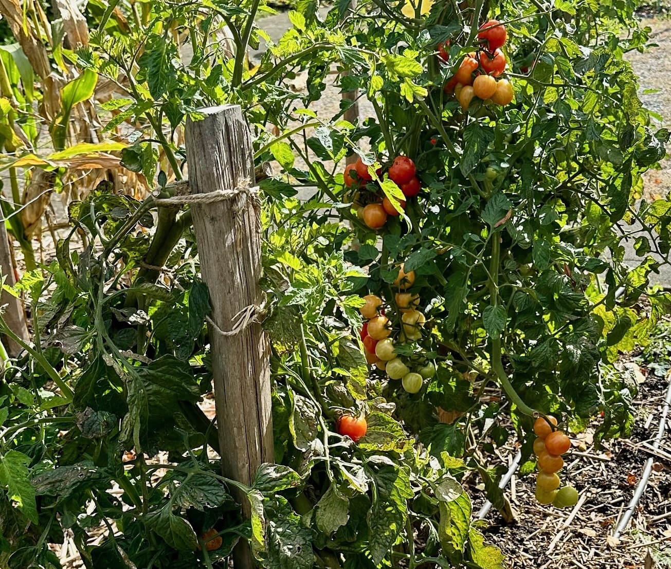 Tomaten im Freiland