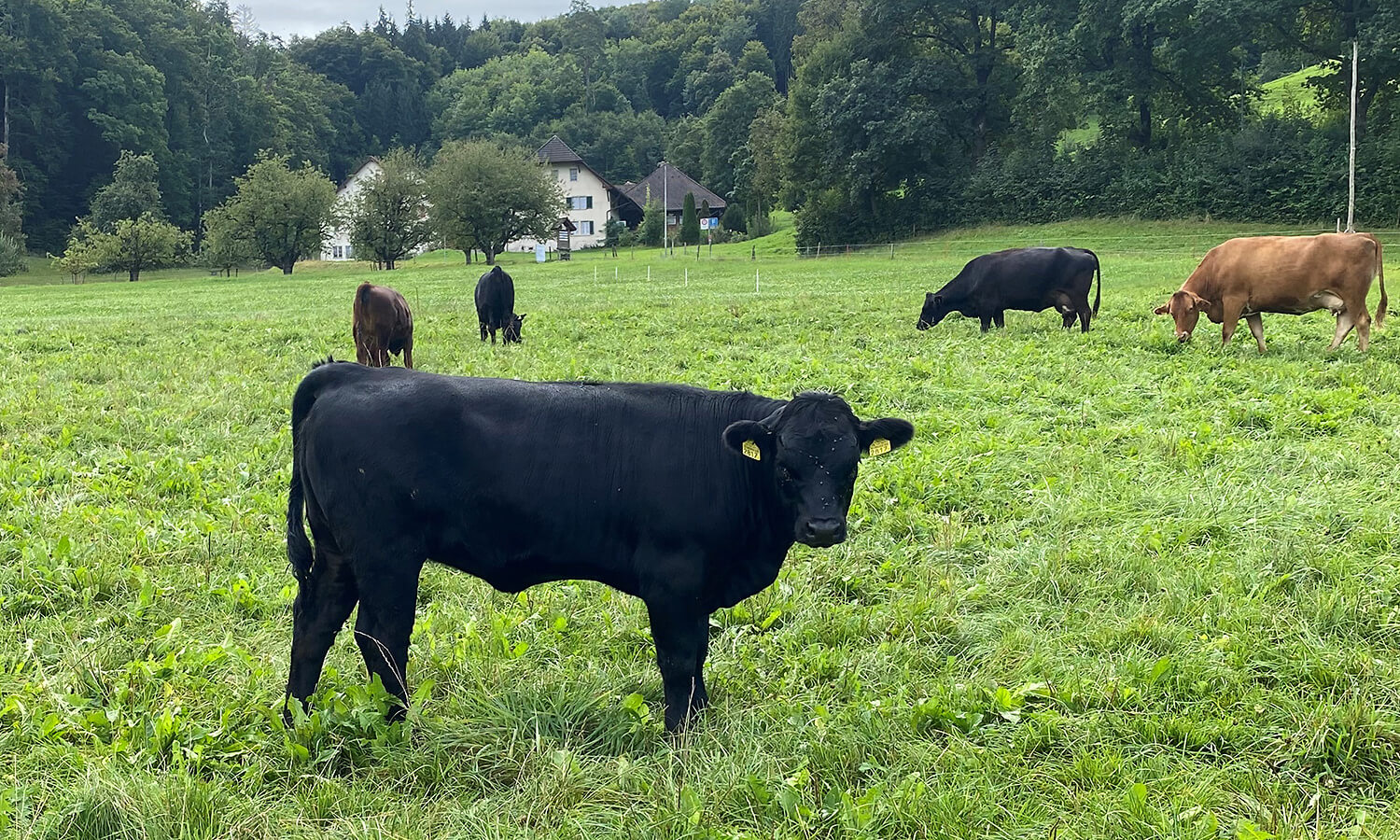 Naturafarm Weiderind: neues Vermarktungsprogramm ab 2025