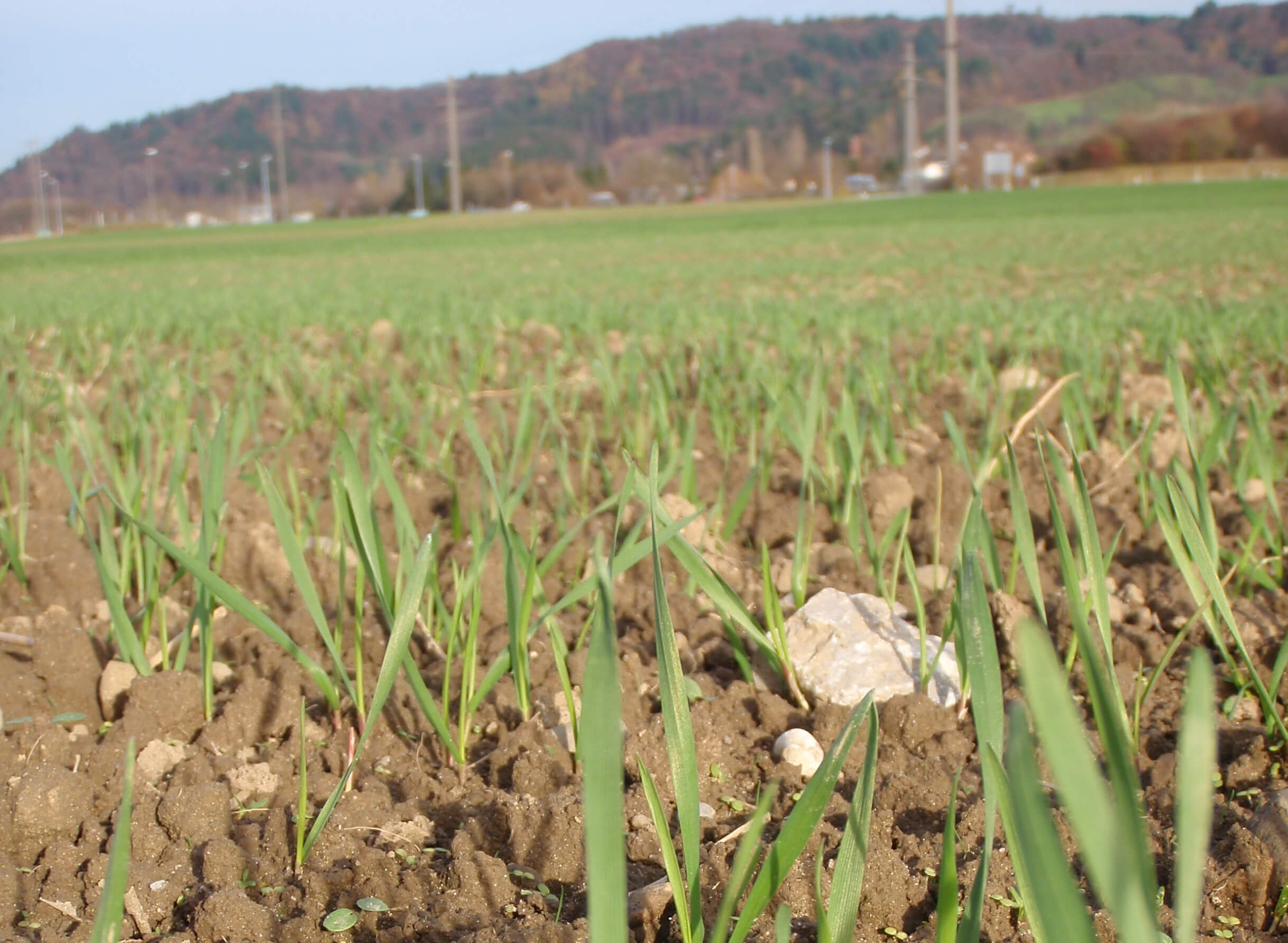 PSB Verzicht Pflanzenschutzmittel (extenso)