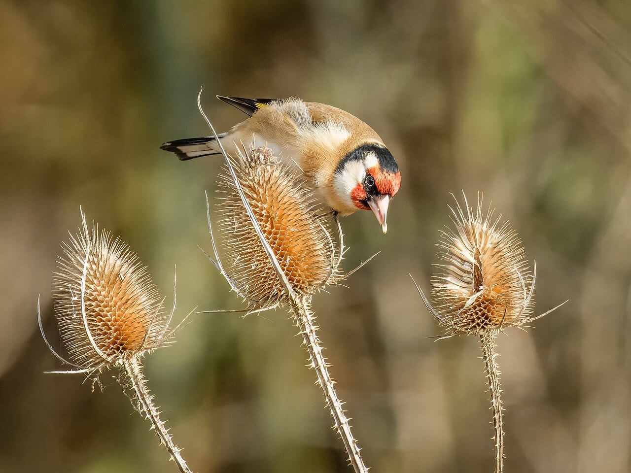 Wilde Ecken im Garten